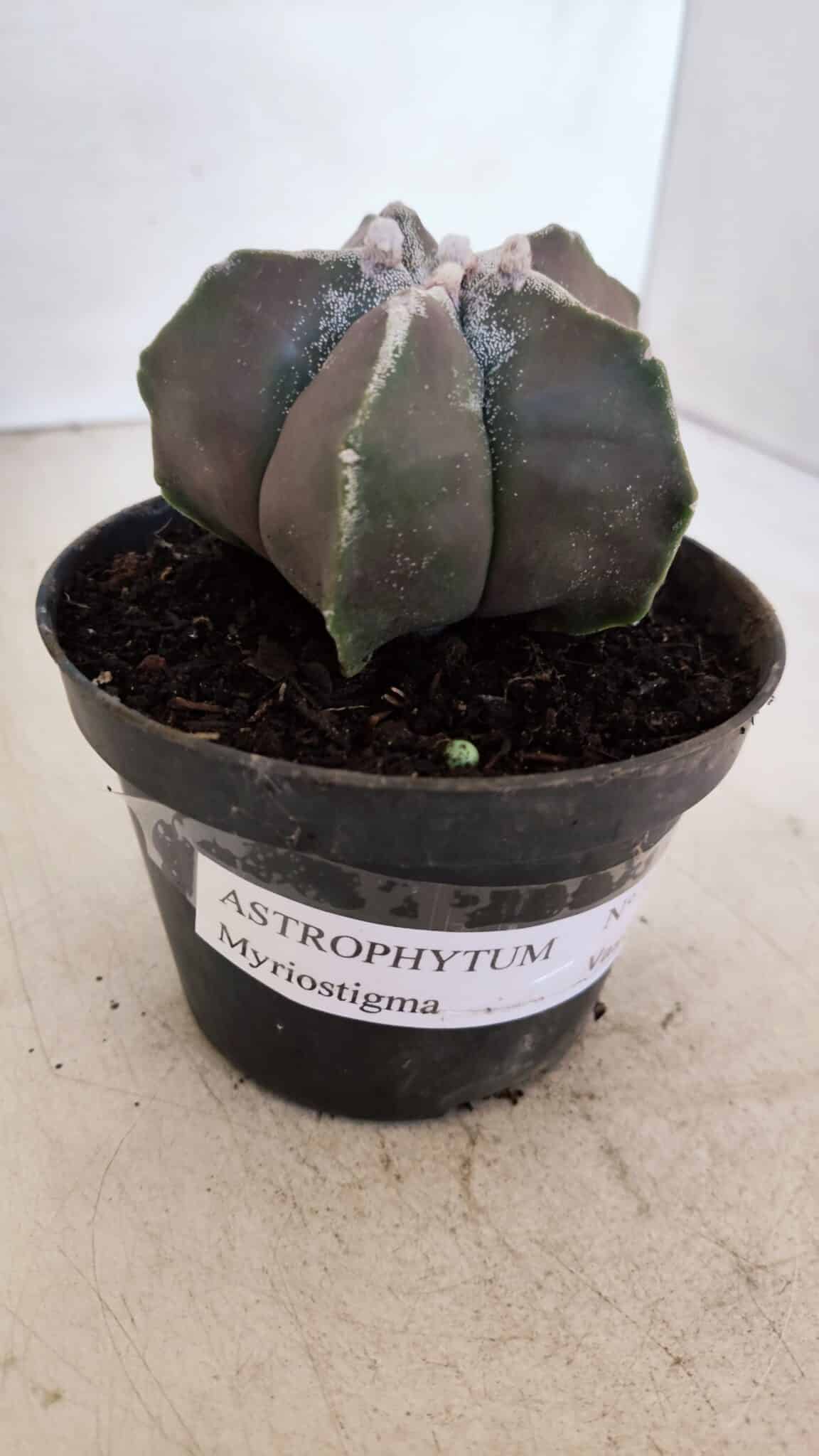 ASTROPHYTUM MYRIOSTIGMA Nº 1034 – vaso 11