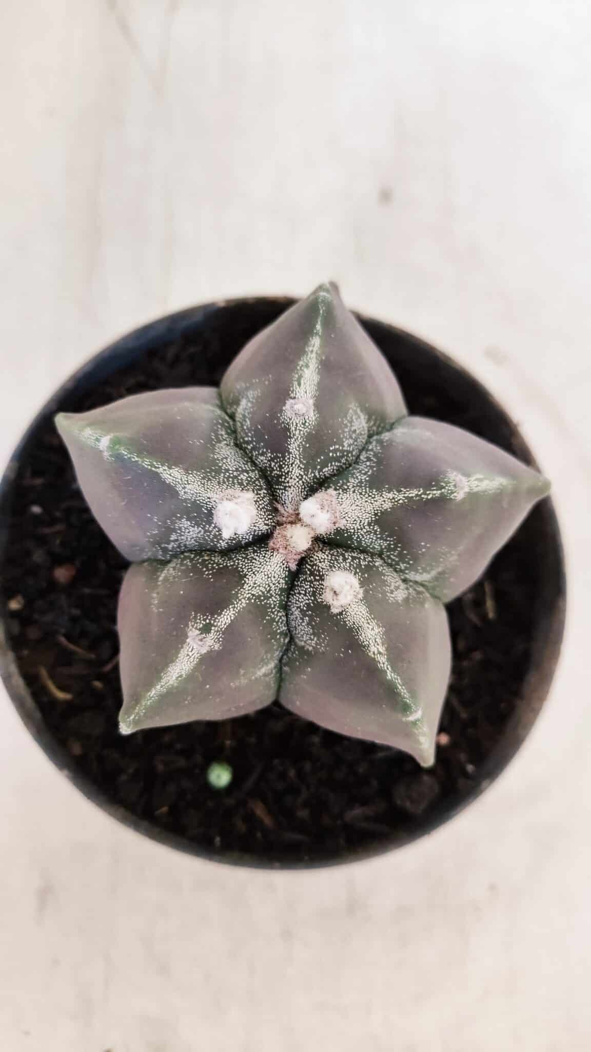 ASTROPHYTUM MYRIOSTIGMA Nº 1034 – vaso 11