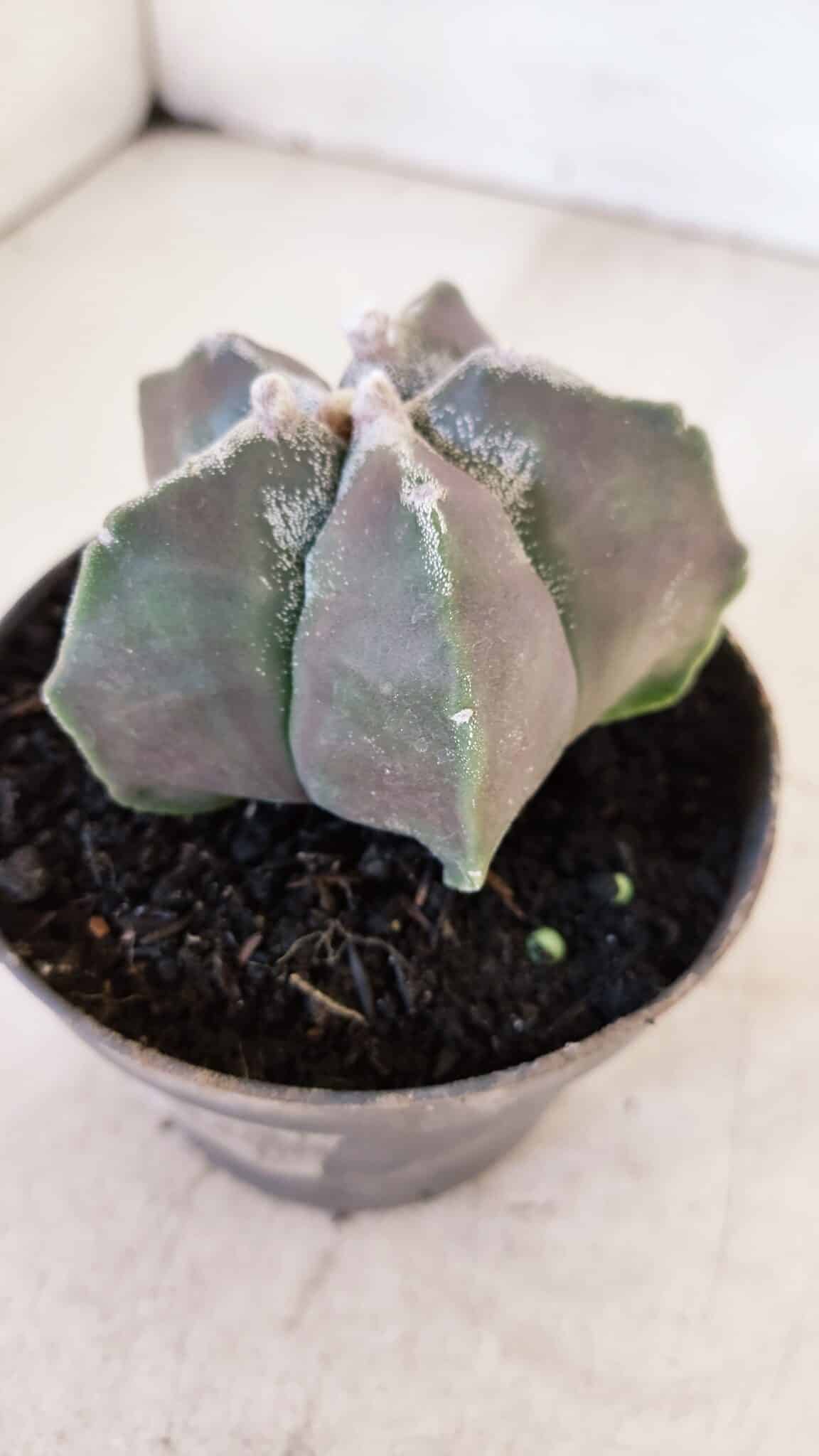 ASTROPHYTUM MYRIOSTIGMA Nº 1034 – vaso 11