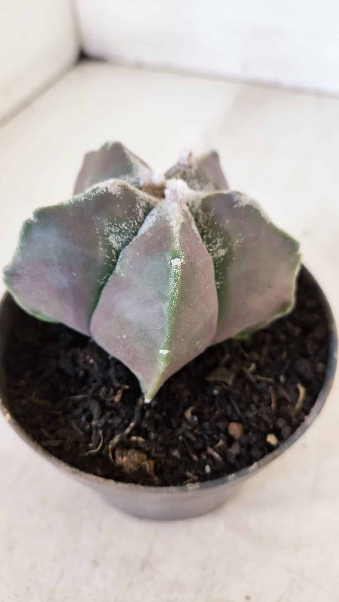 ASTROPHYTUM MYRIOSTIGMA Nº 1034 – vaso 11