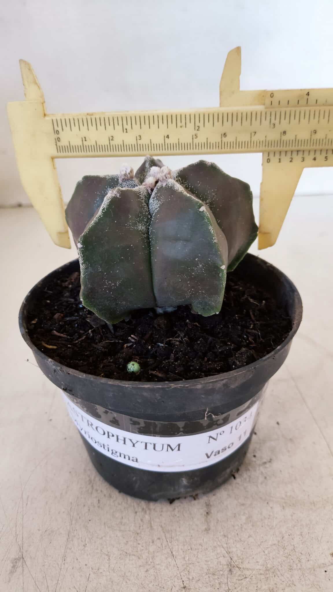 ASTROPHYTUM MYRIOSTIGMA Nº 1034 – vaso 11