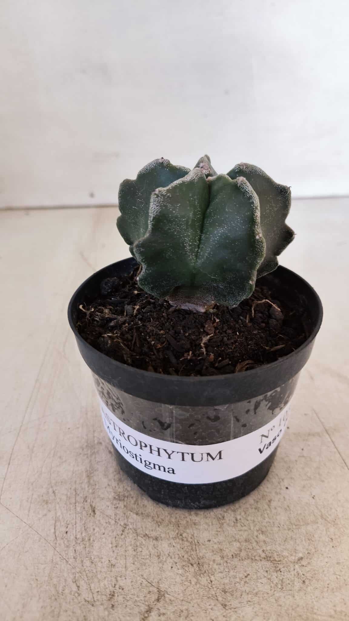 ASTROPHYTUM MYRIOSTIGMA Nº 1035 – vaso 09