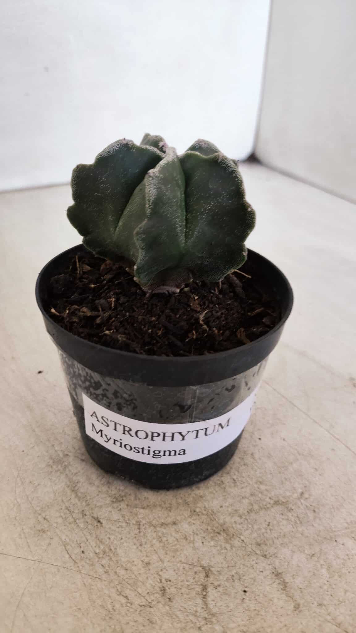 ASTROPHYTUM MYRIOSTIGMA Nº 1035 – vaso 09
