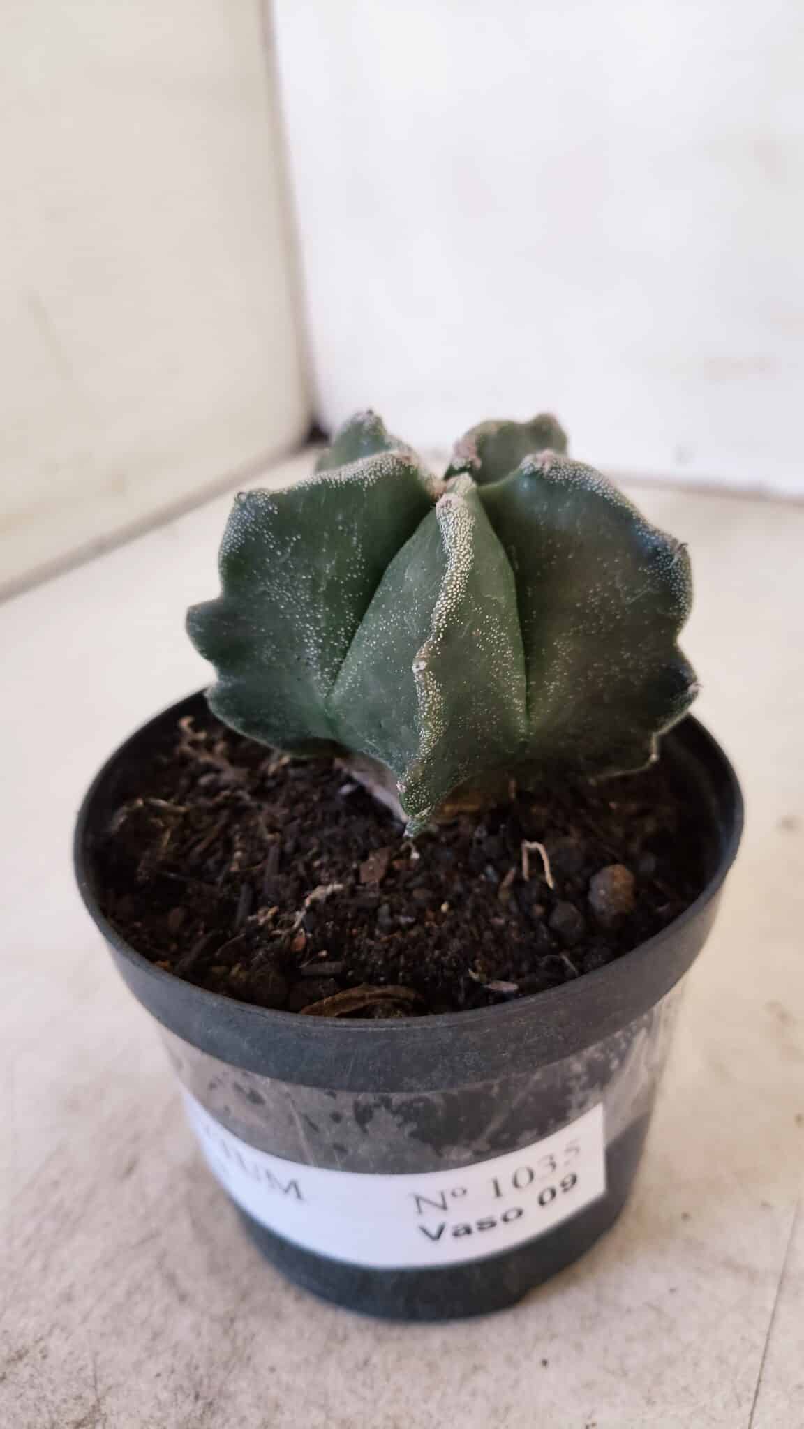 ASTROPHYTUM MYRIOSTIGMA Nº 1035 – vaso 09
