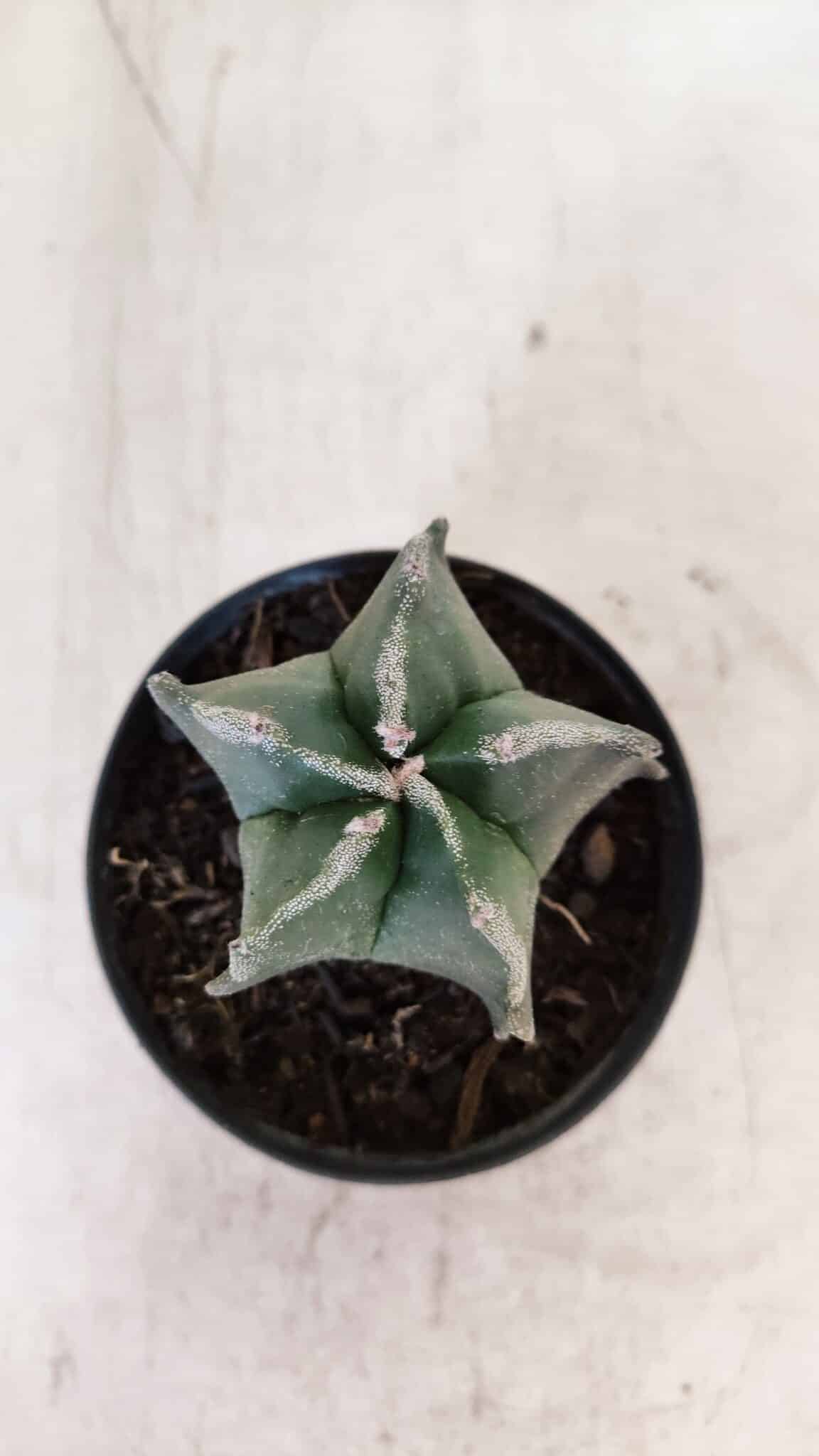 ASTROPHYTUM MYRIOSTIGMA Nº 1035 – vaso 09