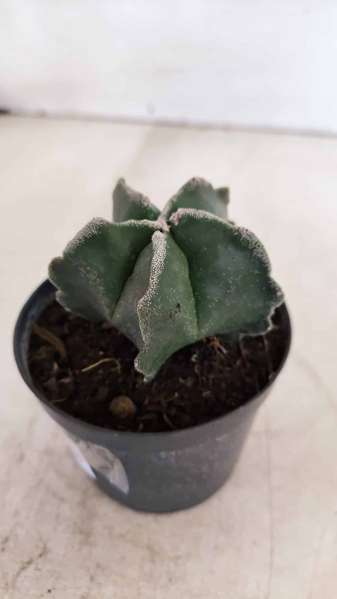 ASTROPHYTUM MYRIOSTIGMA Nº 1035 – vaso 09
