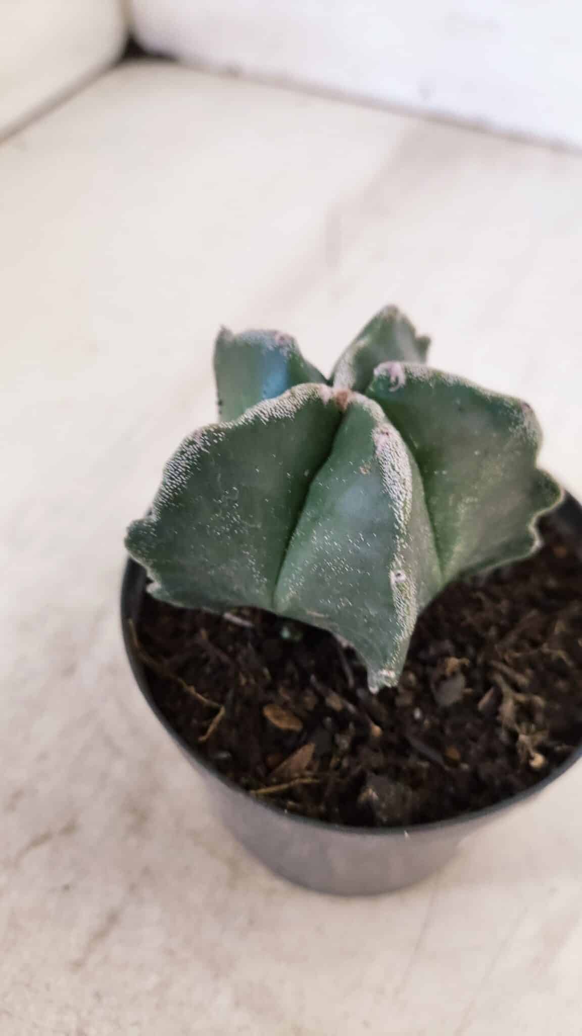 ASTROPHYTUM MYRIOSTIGMA Nº 1035 – vaso 09