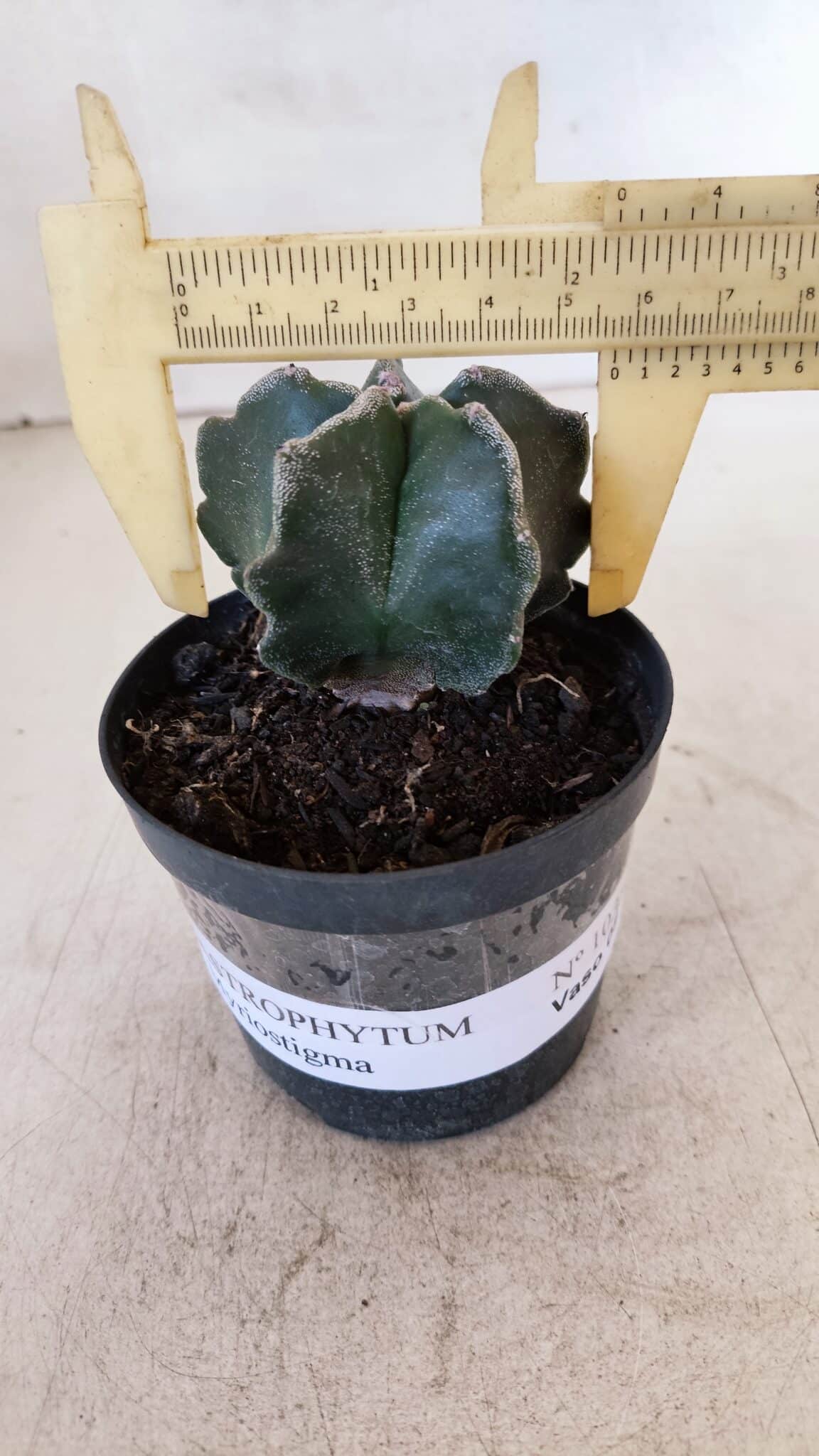 ASTROPHYTUM MYRIOSTIGMA Nº 1035 – vaso 09