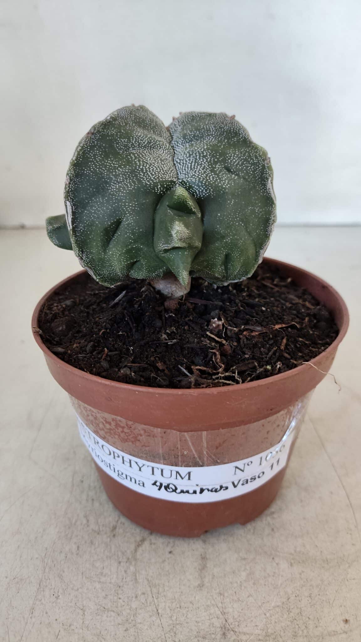 ASTROPHYTUM MYRIOSTIGMA "4 Quinas" Nº 1036 – vaso 11