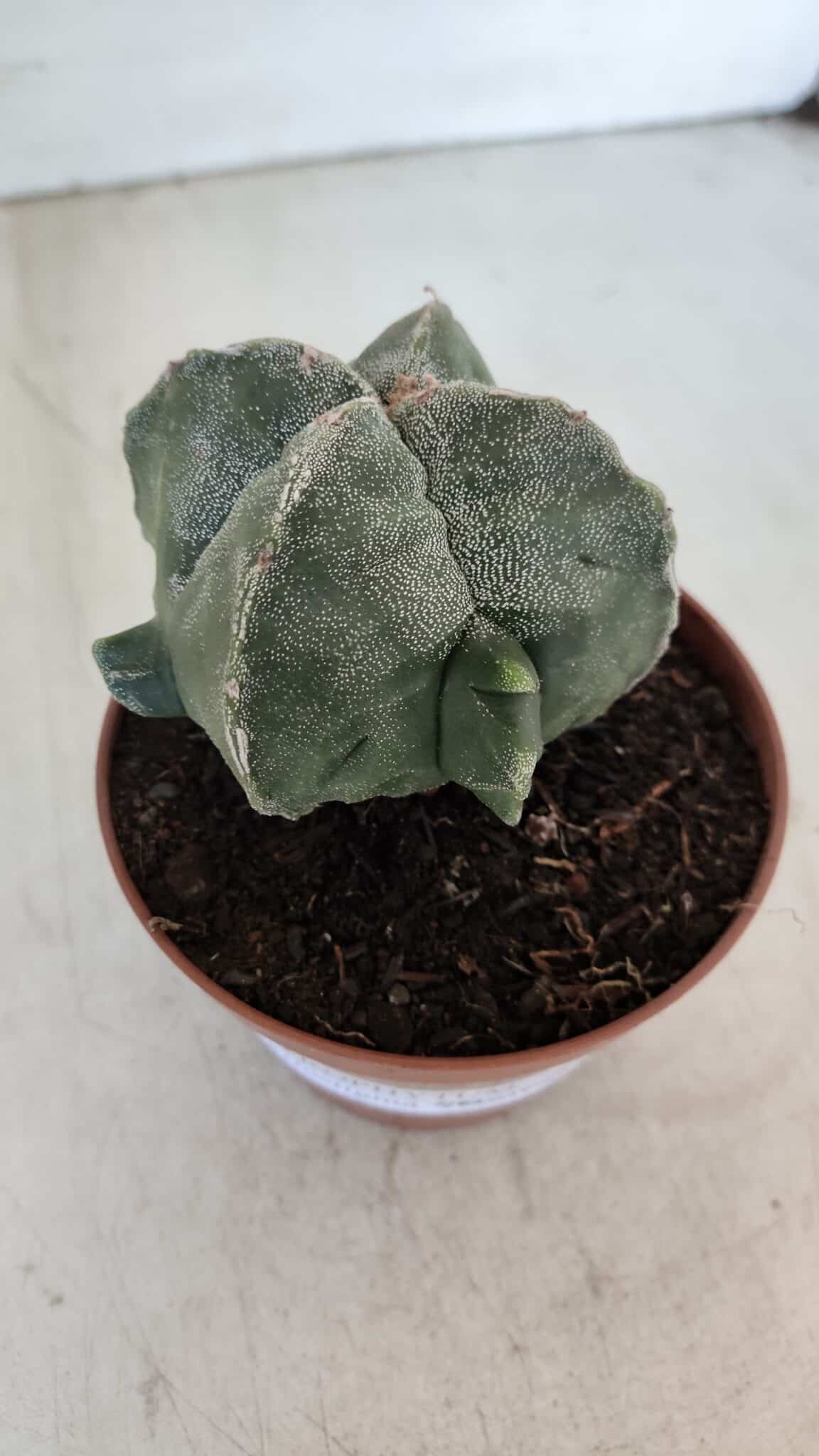 ASTROPHYTUM MYRIOSTIGMA "4 Quinas" Nº 1036 – vaso 11