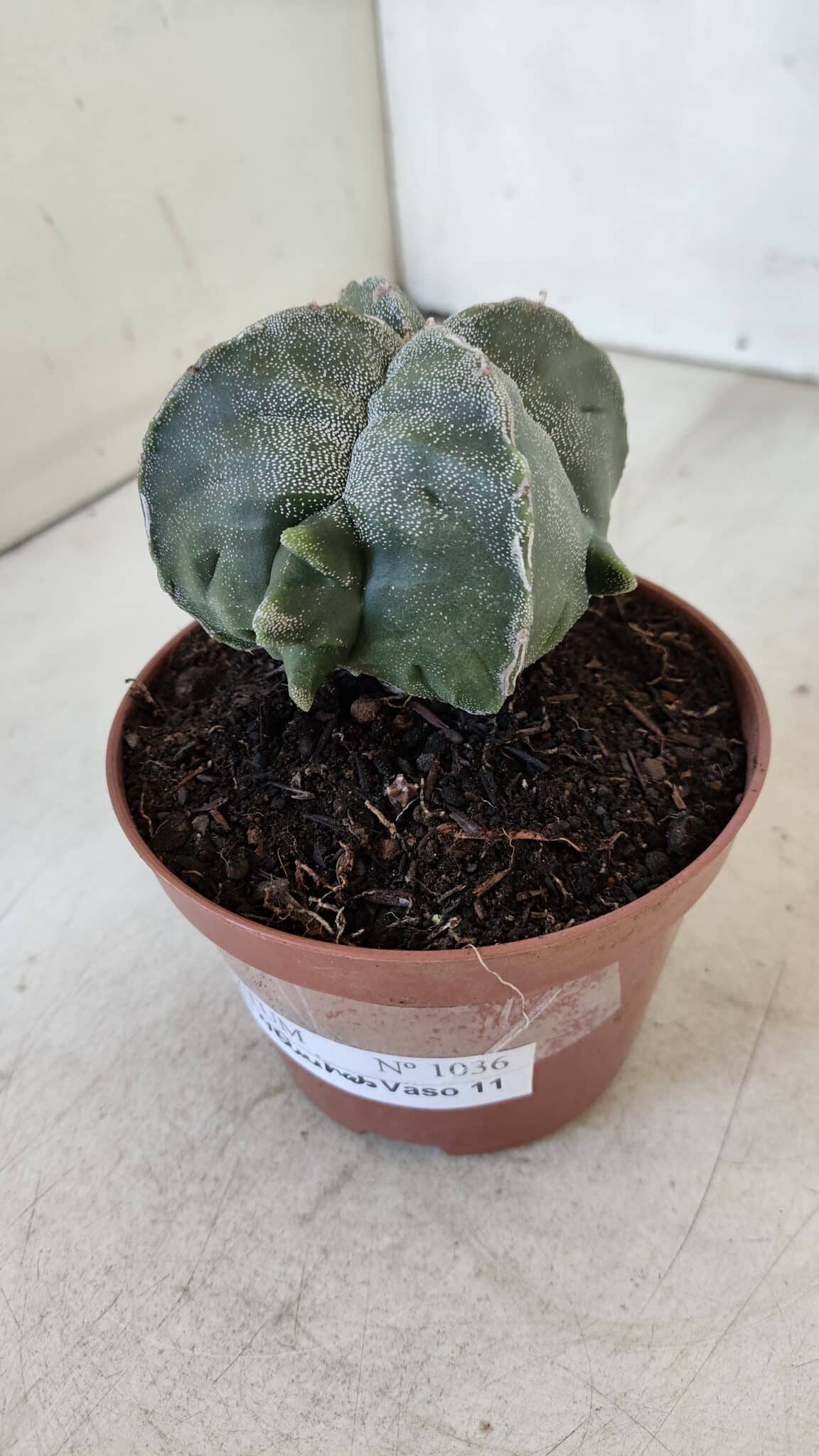 ASTROPHYTUM MYRIOSTIGMA "4 Quinas" Nº 1036 – vaso 11