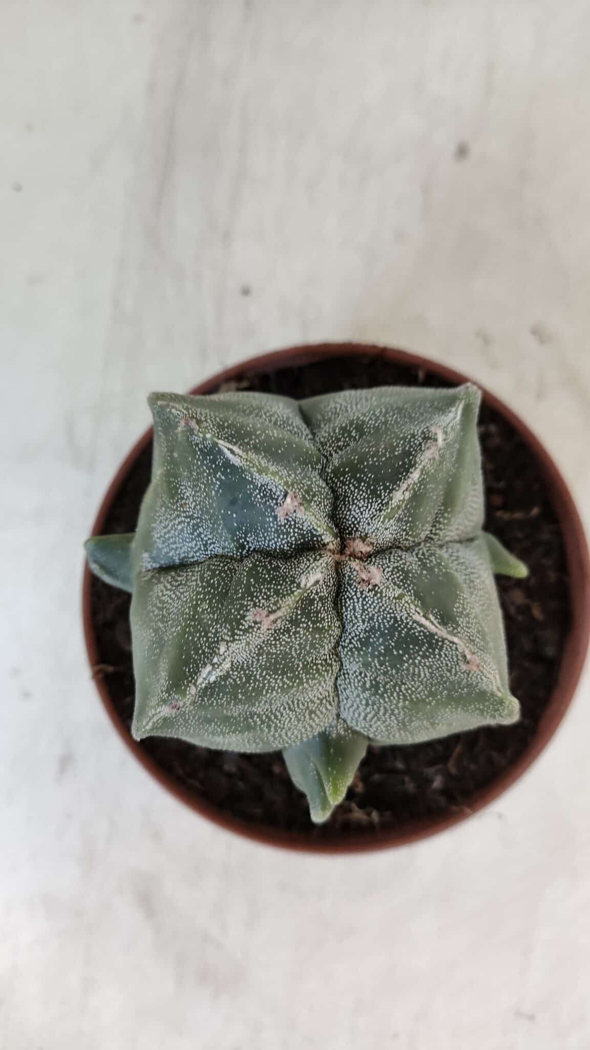 ASTROPHYTUM MYRIOSTIGMA "4 Quinas" Nº 1036 – vaso 11