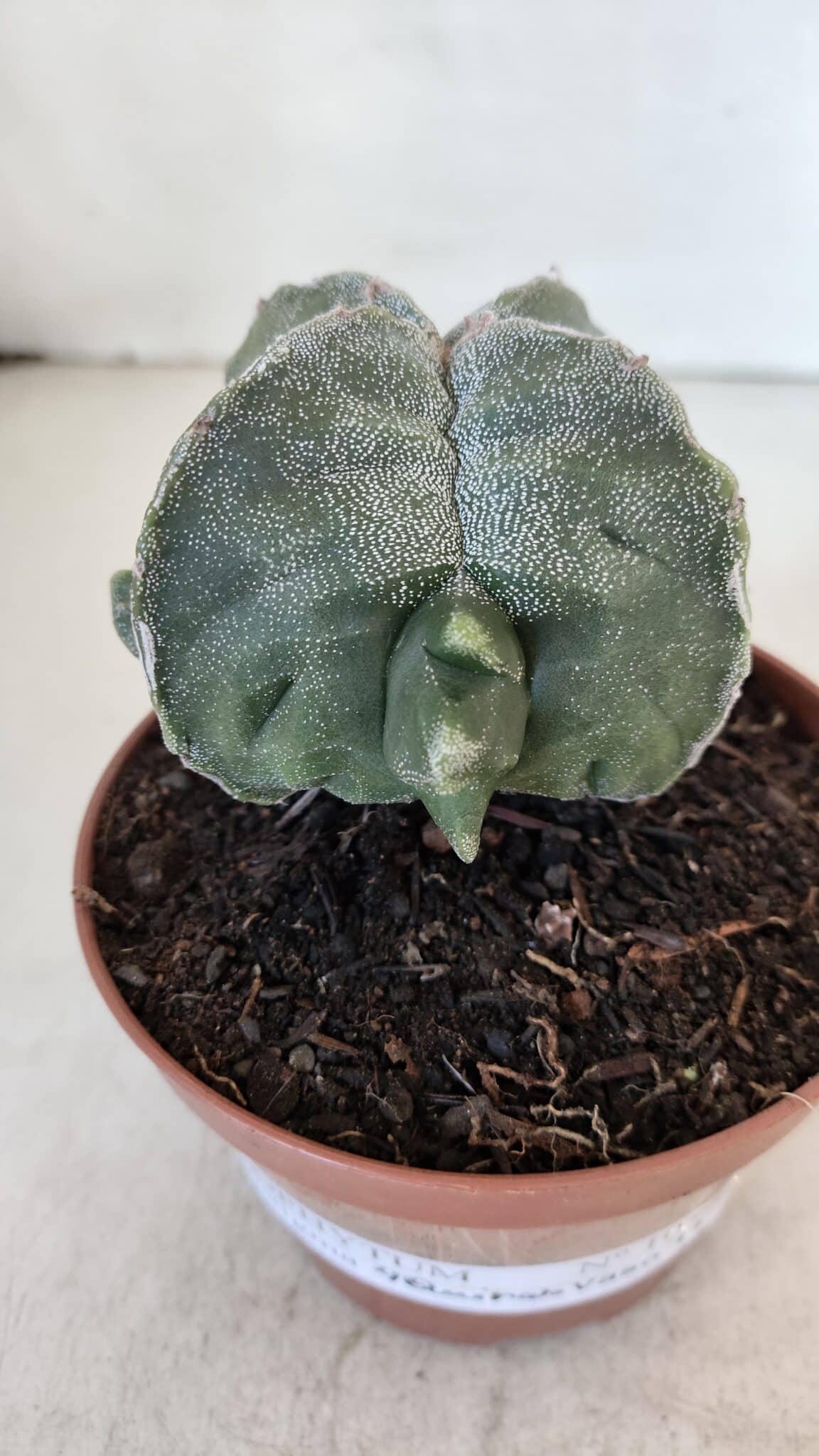 ASTROPHYTUM MYRIOSTIGMA "4 Quinas" Nº 1036 – vaso 11