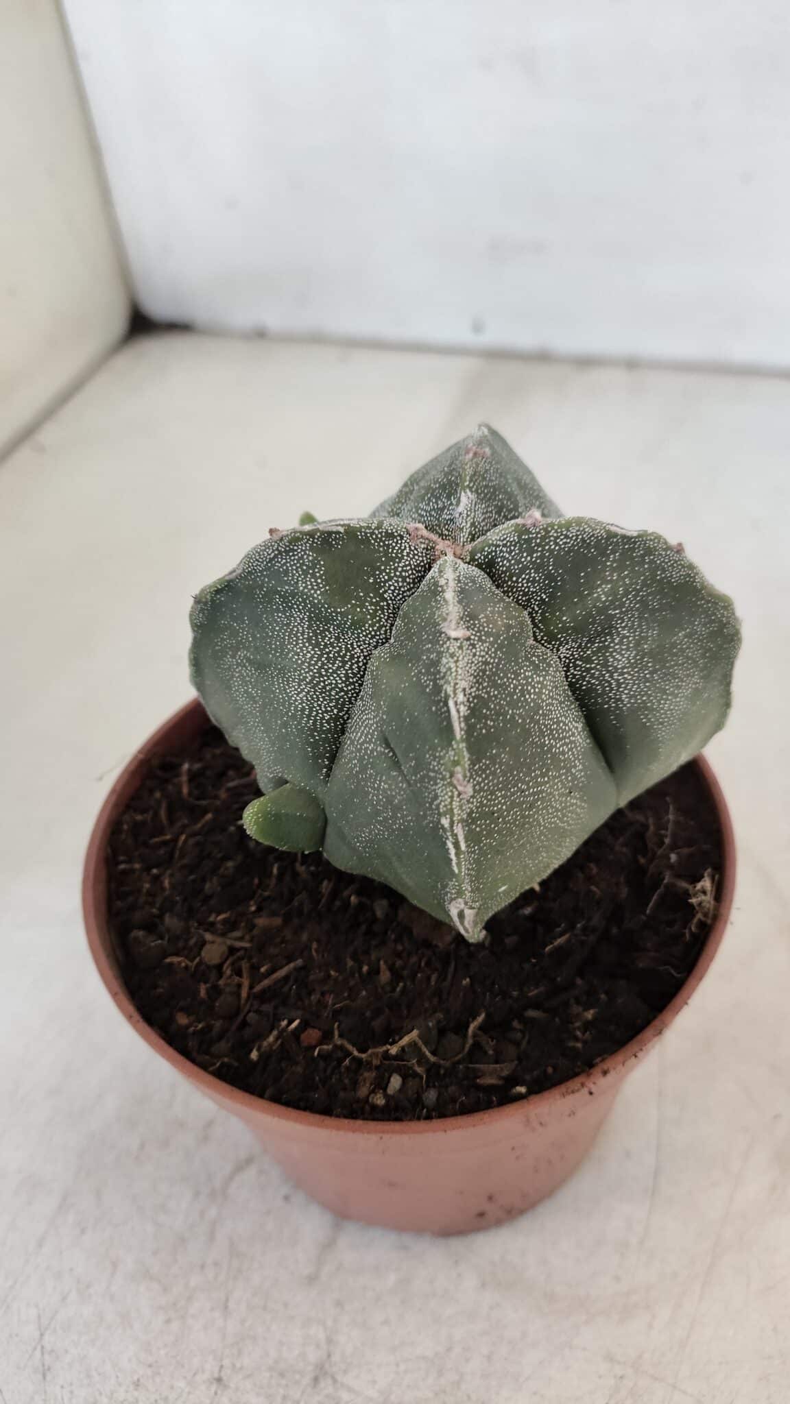ASTROPHYTUM MYRIOSTIGMA "4 Quinas" Nº 1036 – vaso 11