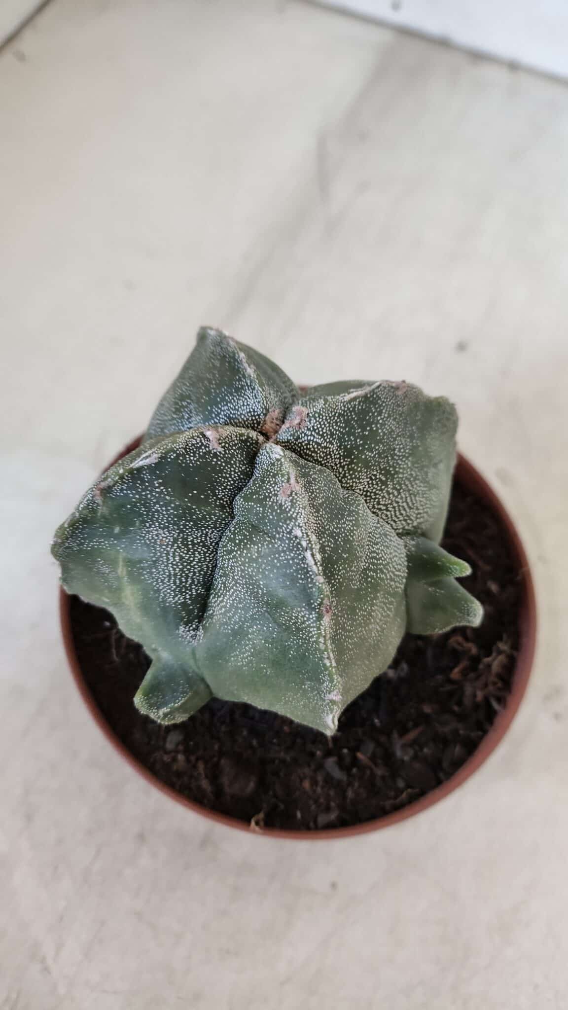 ASTROPHYTUM MYRIOSTIGMA "4 Quinas" Nº 1036 – vaso 11