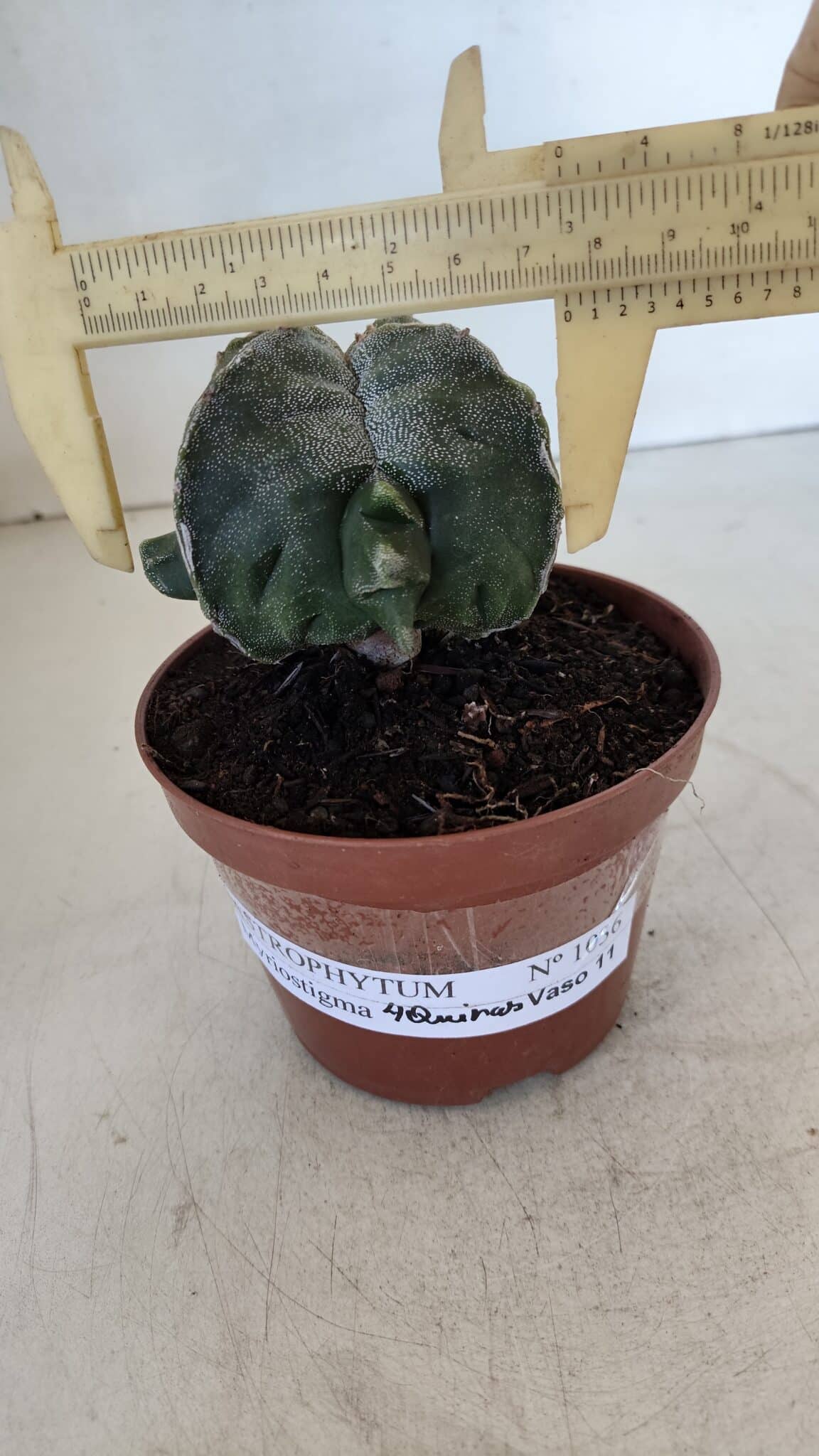 ASTROPHYTUM MYRIOSTIGMA "4 Quinas" Nº 1036 – vaso 11