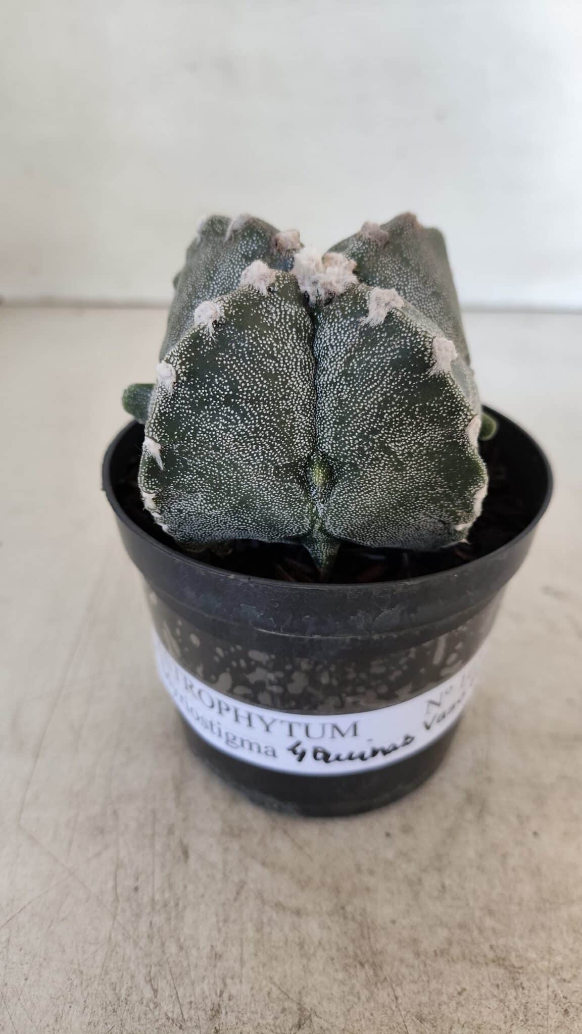 ASTROPHYTUM MYRIOSTIGMA "4 Quinas" Nº 1037 – vaso 09