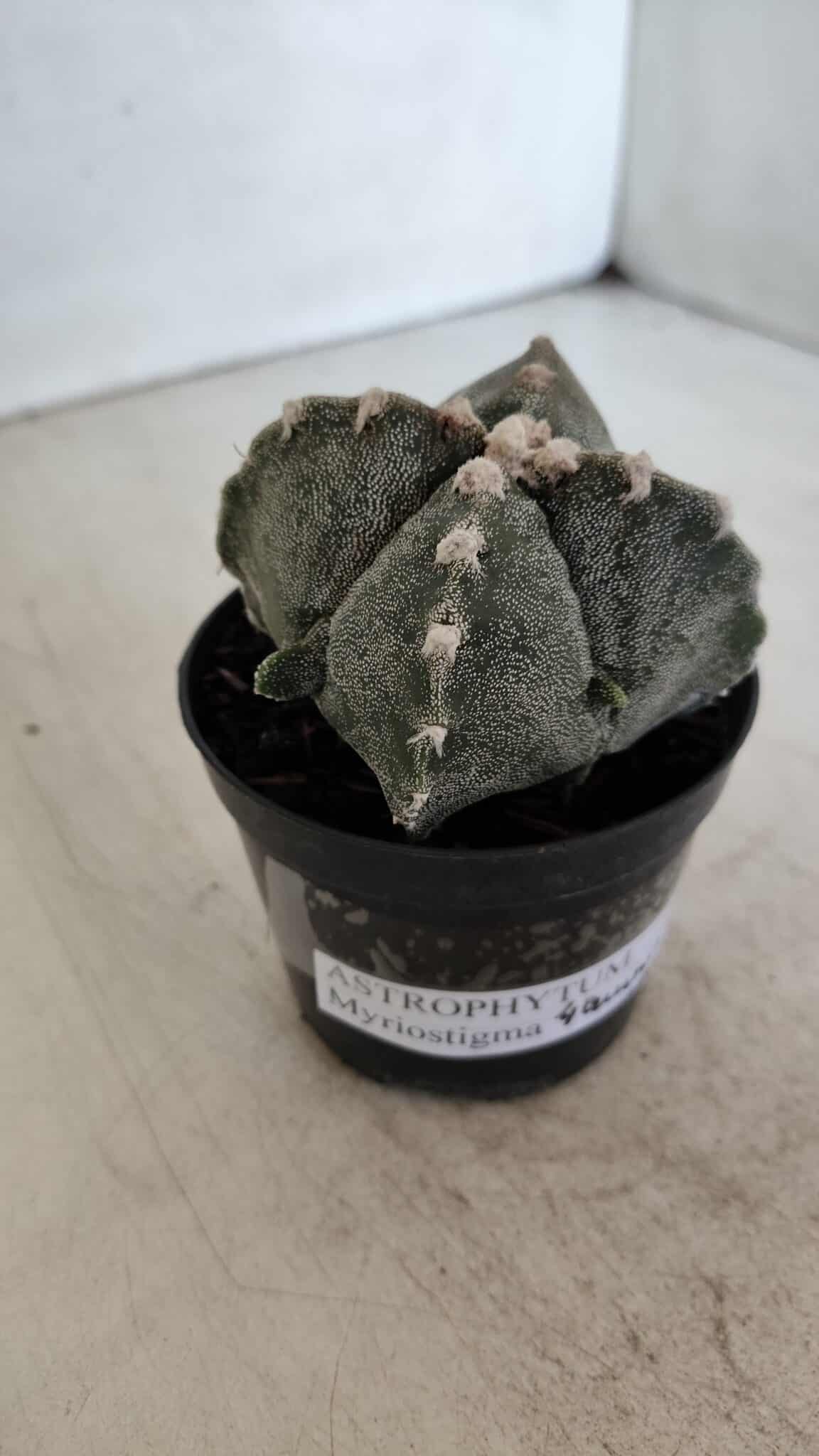 ASTROPHYTUM MYRIOSTIGMA "4 Quinas" Nº 1037 – vaso 09