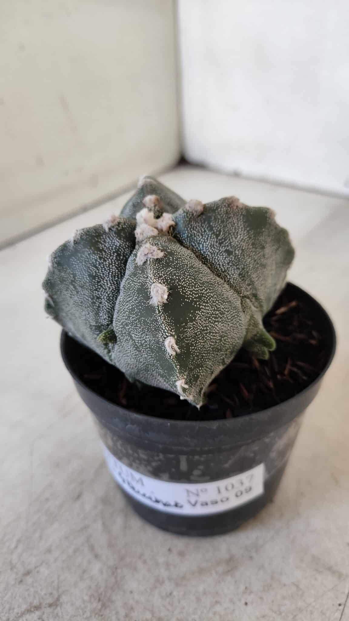 ASTROPHYTUM MYRIOSTIGMA "4 Quinas" Nº 1037 – vaso 09