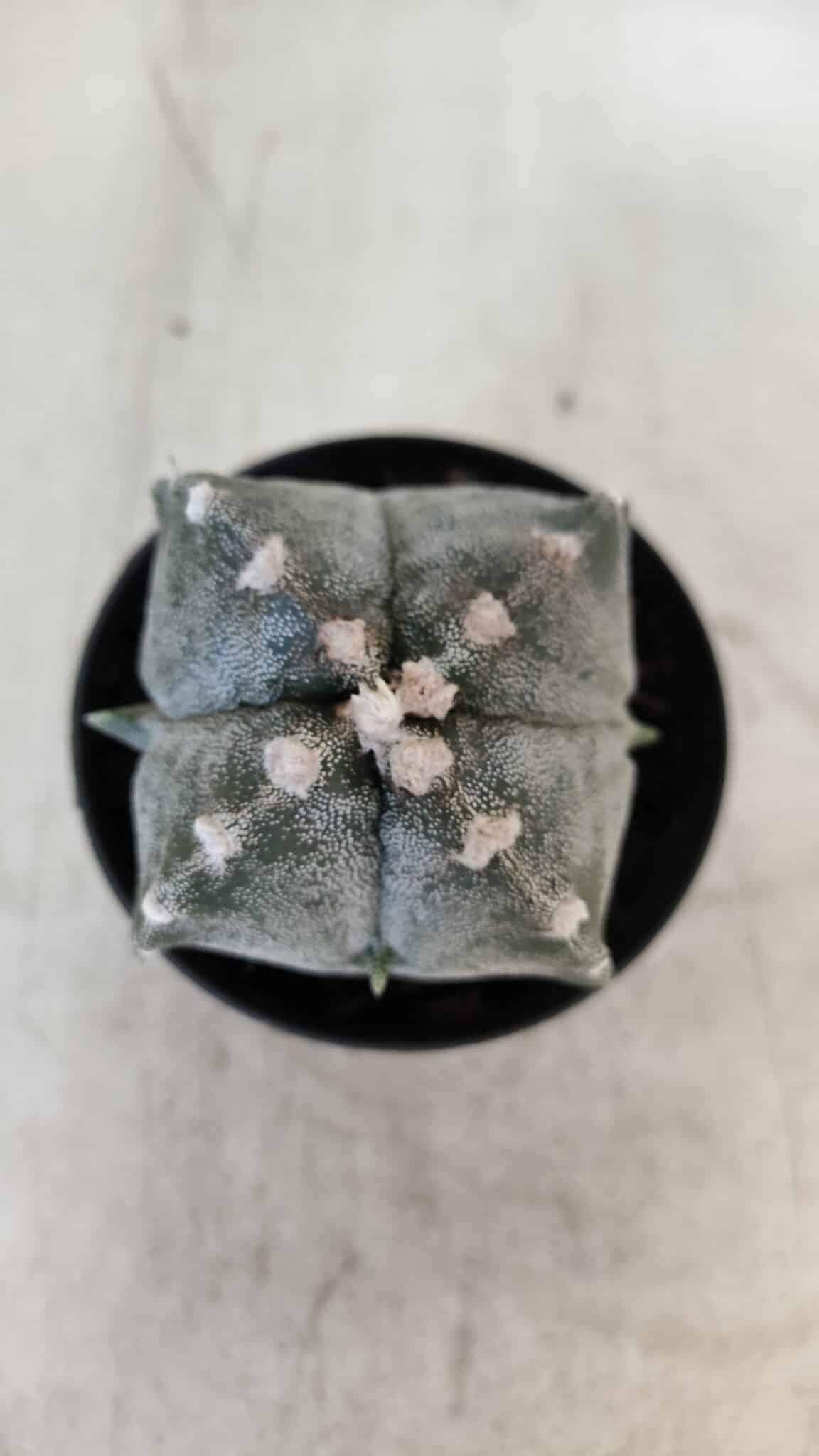 ASTROPHYTUM MYRIOSTIGMA "4 Quinas" Nº 1037 – vaso 09
