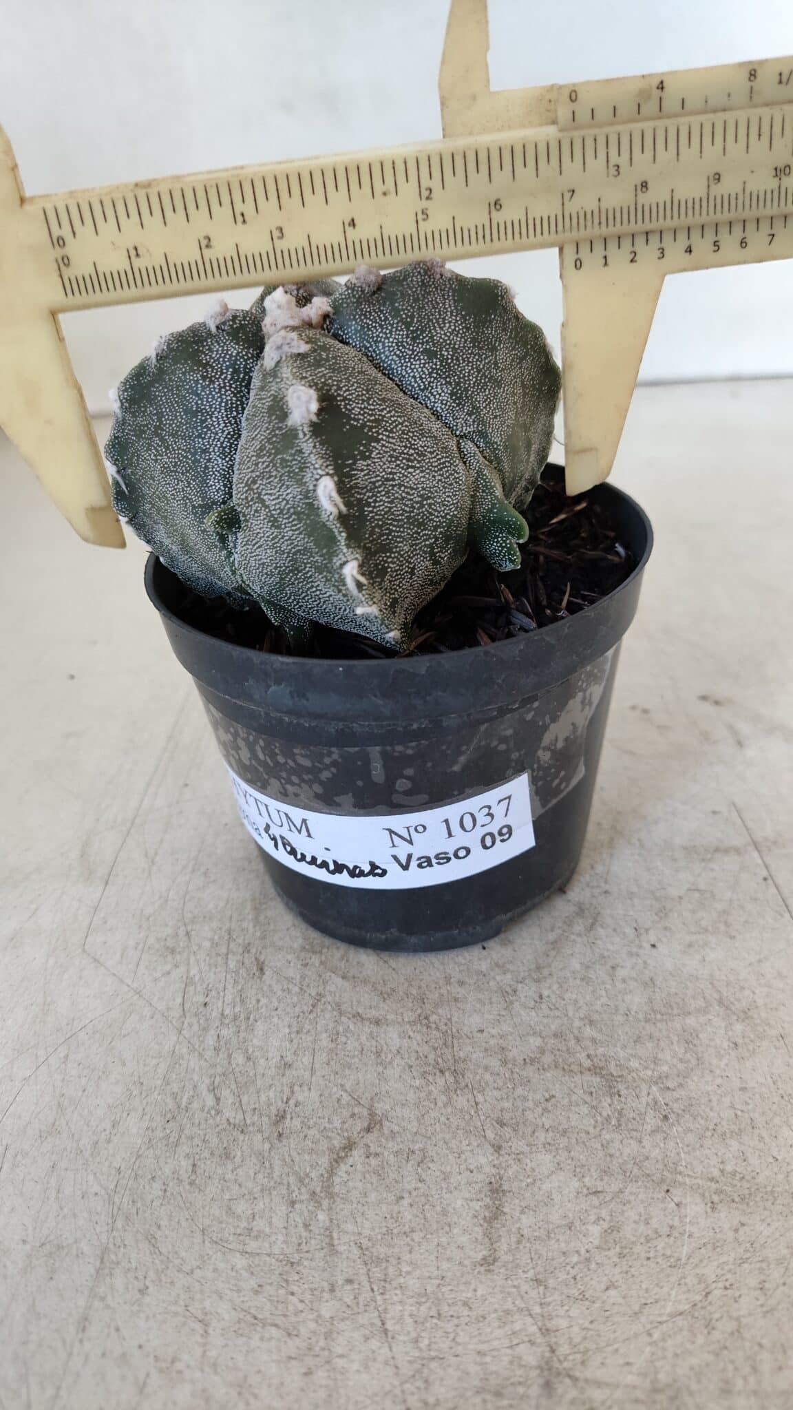 ASTROPHYTUM MYRIOSTIGMA "4 Quinas" Nº 1037 – vaso 09