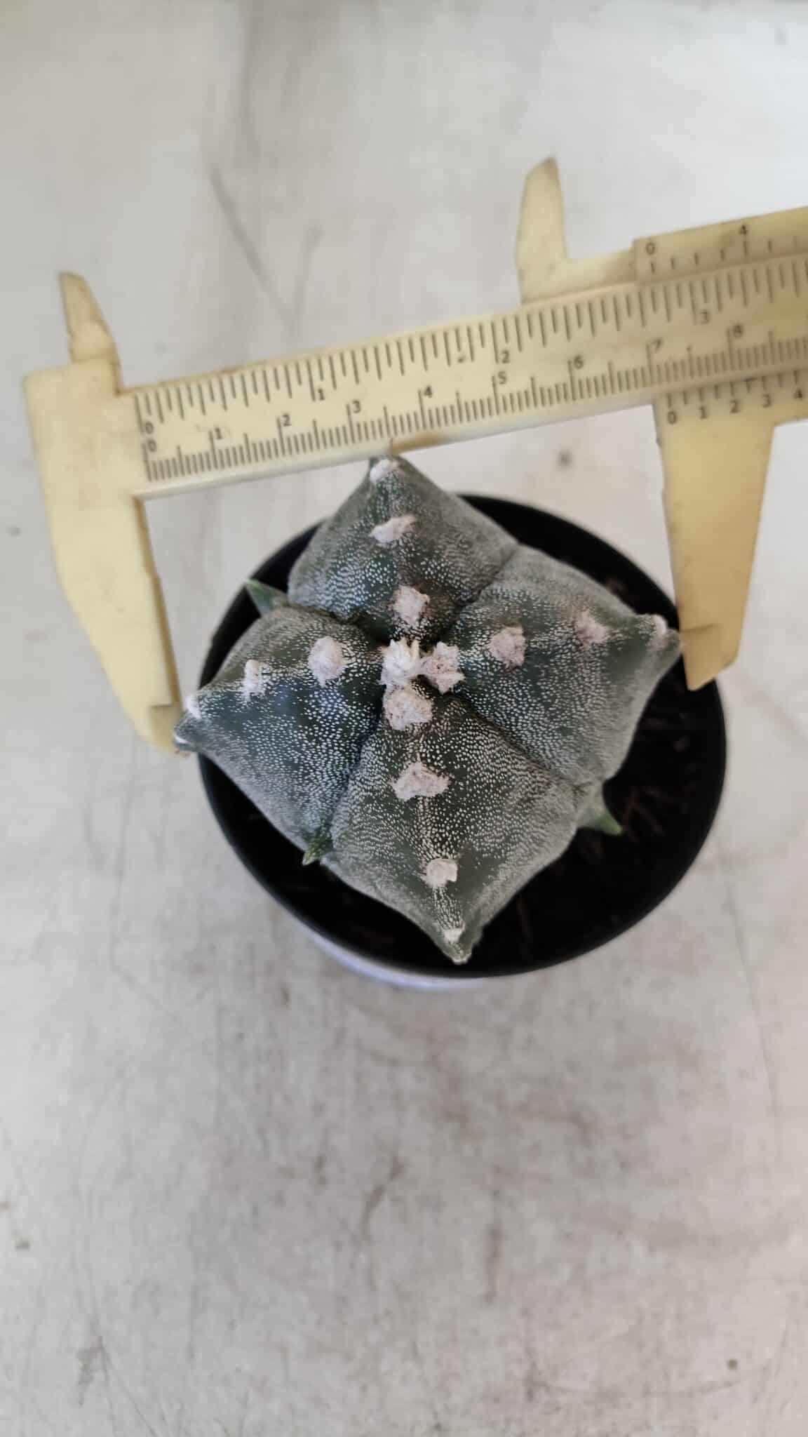 ASTROPHYTUM MYRIOSTIGMA "4 Quinas" Nº 1037 – vaso 09