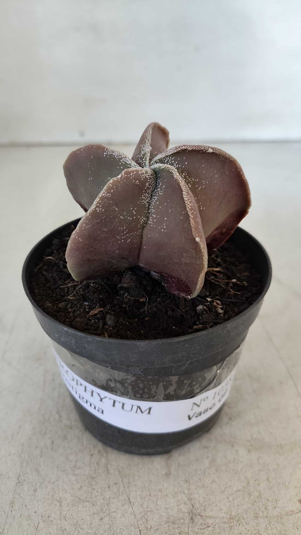 ASTROPHYTUM MYRIOSTIGMA Nº 1038 – vaso 09