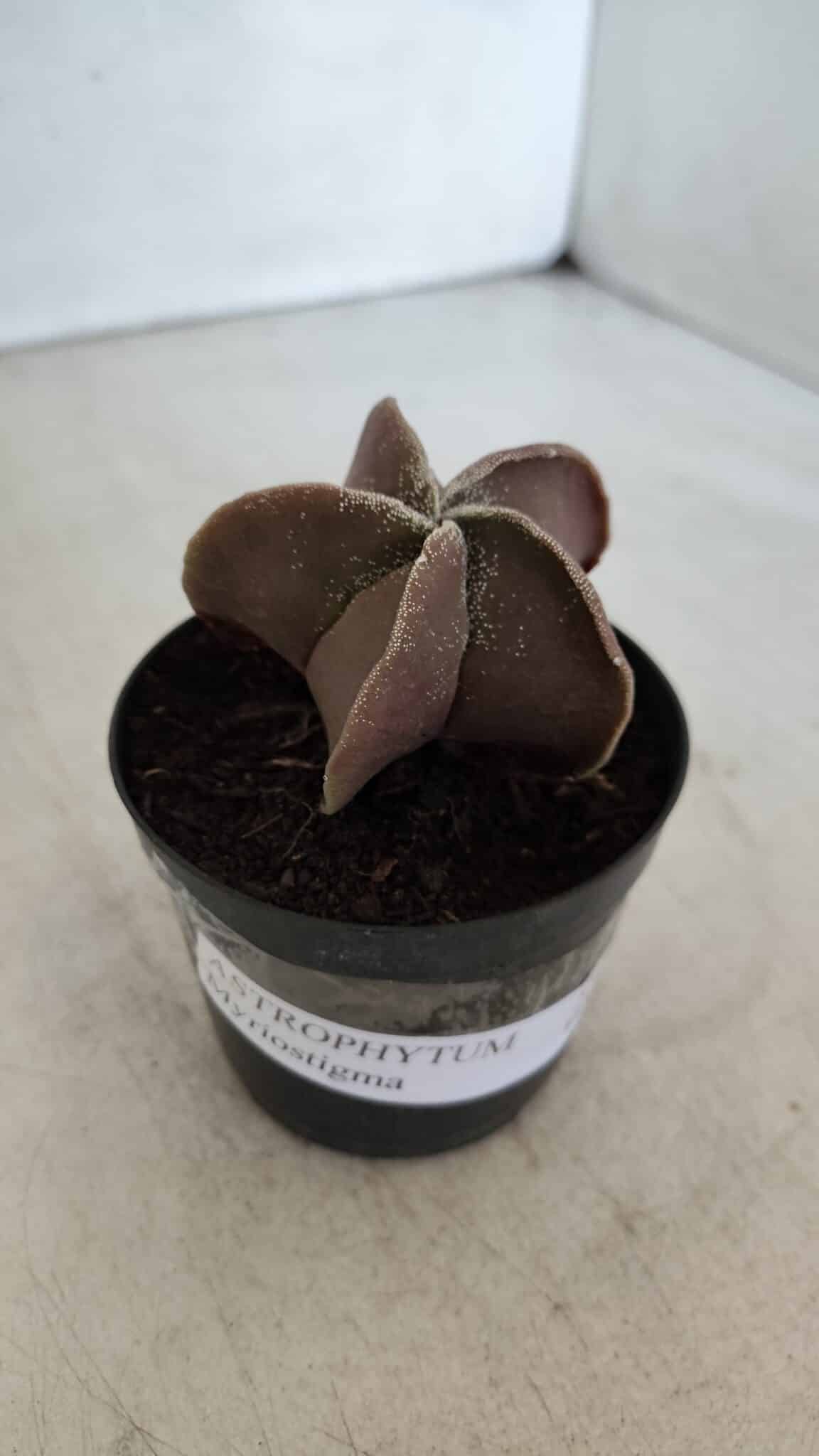 ASTROPHYTUM MYRIOSTIGMA Nº 1038 – vaso 09