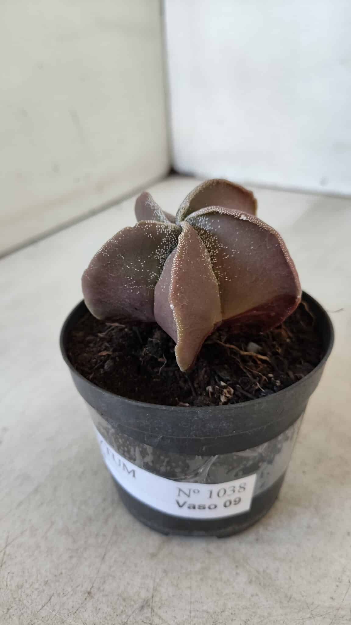 ASTROPHYTUM MYRIOSTIGMA Nº 1038 – vaso 09