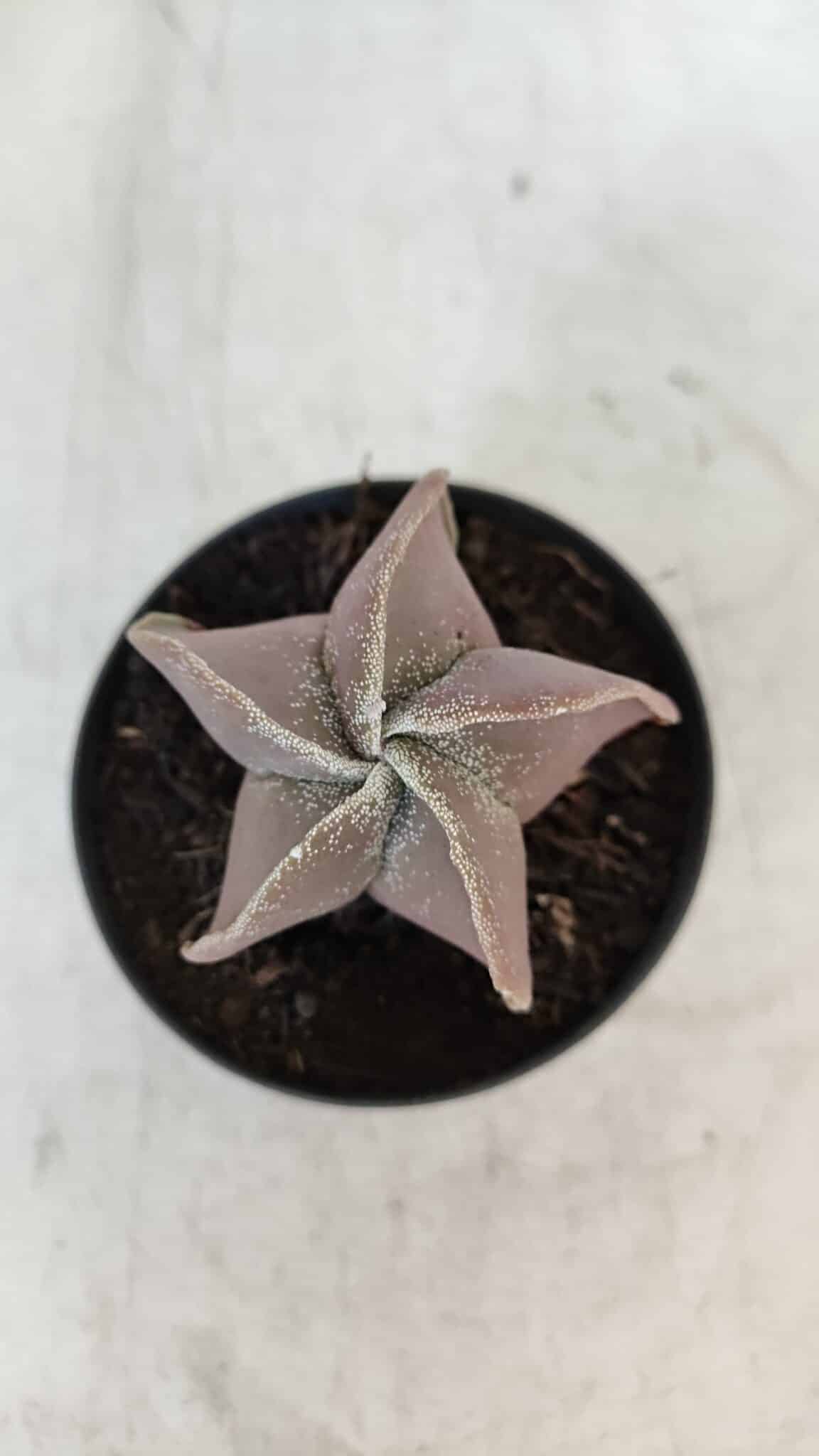 ASTROPHYTUM MYRIOSTIGMA Nº 1038 – vaso 09