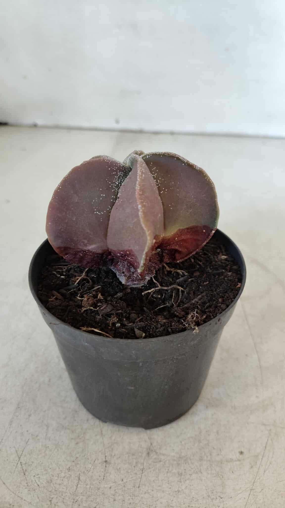 ASTROPHYTUM MYRIOSTIGMA Nº 1038 – vaso 09