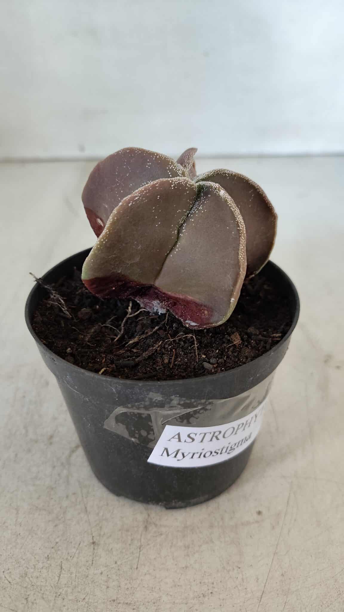ASTROPHYTUM MYRIOSTIGMA Nº 1038 – vaso 09