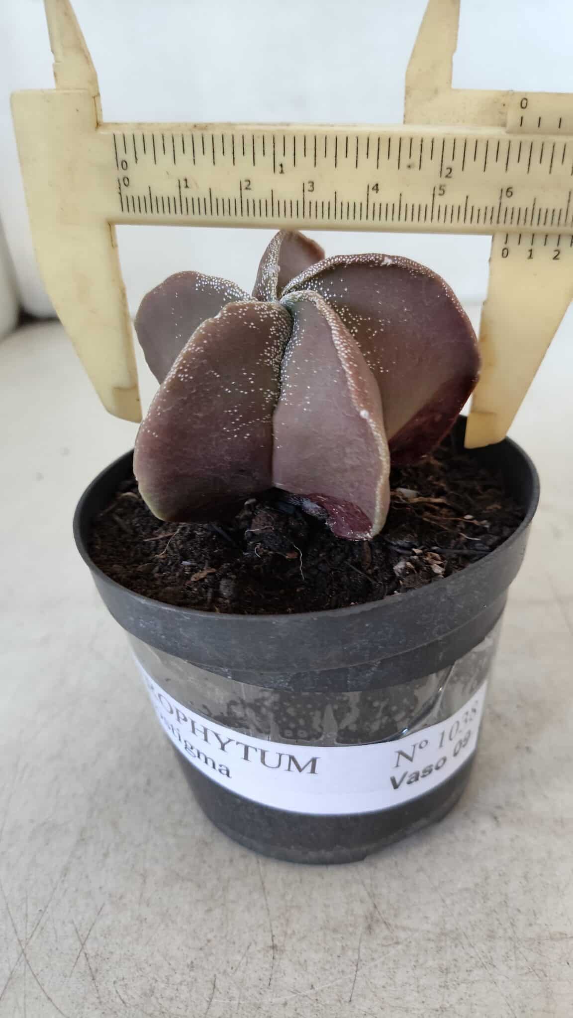 ASTROPHYTUM MYRIOSTIGMA Nº 1038 – vaso 09
