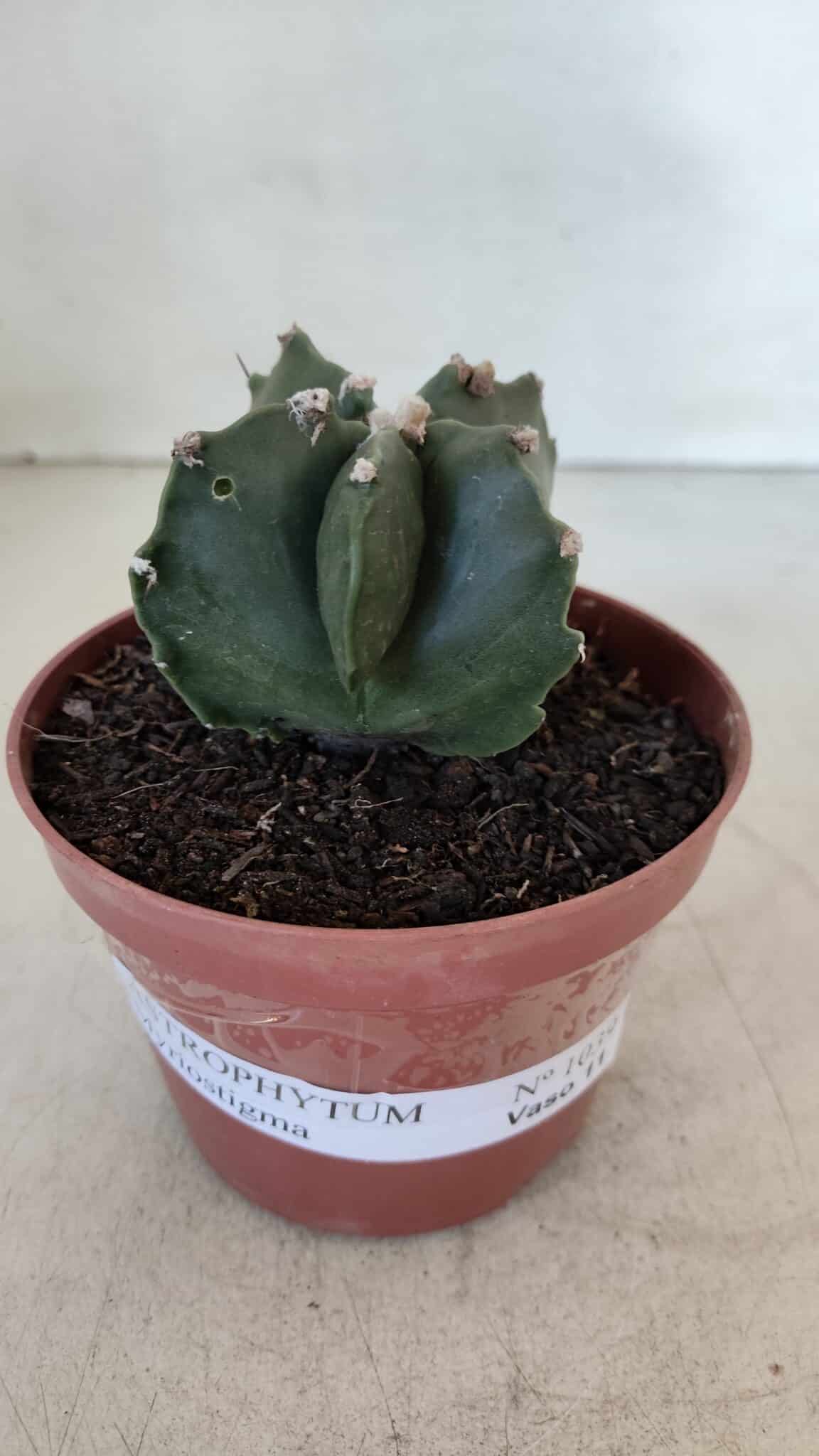 ASTROPHYTUM MYRIOSTIGMA Nº 1039 – vaso 11