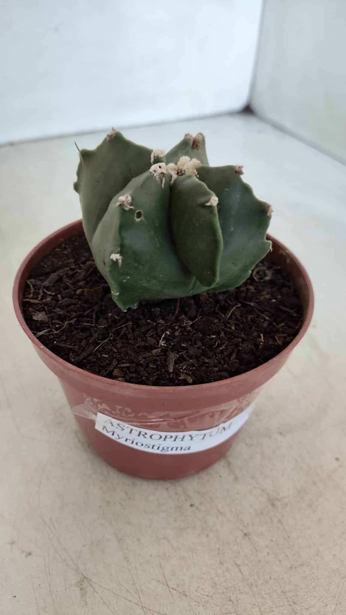 ASTROPHYTUM MYRIOSTIGMA Nº 1039 – vaso 11