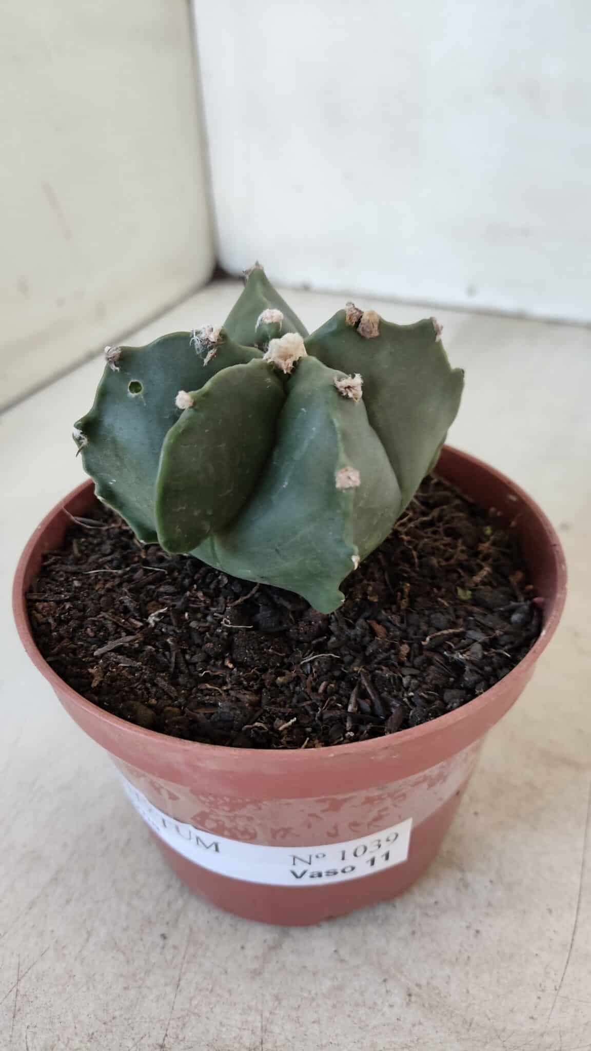 ASTROPHYTUM MYRIOSTIGMA Nº 1039 – vaso 11