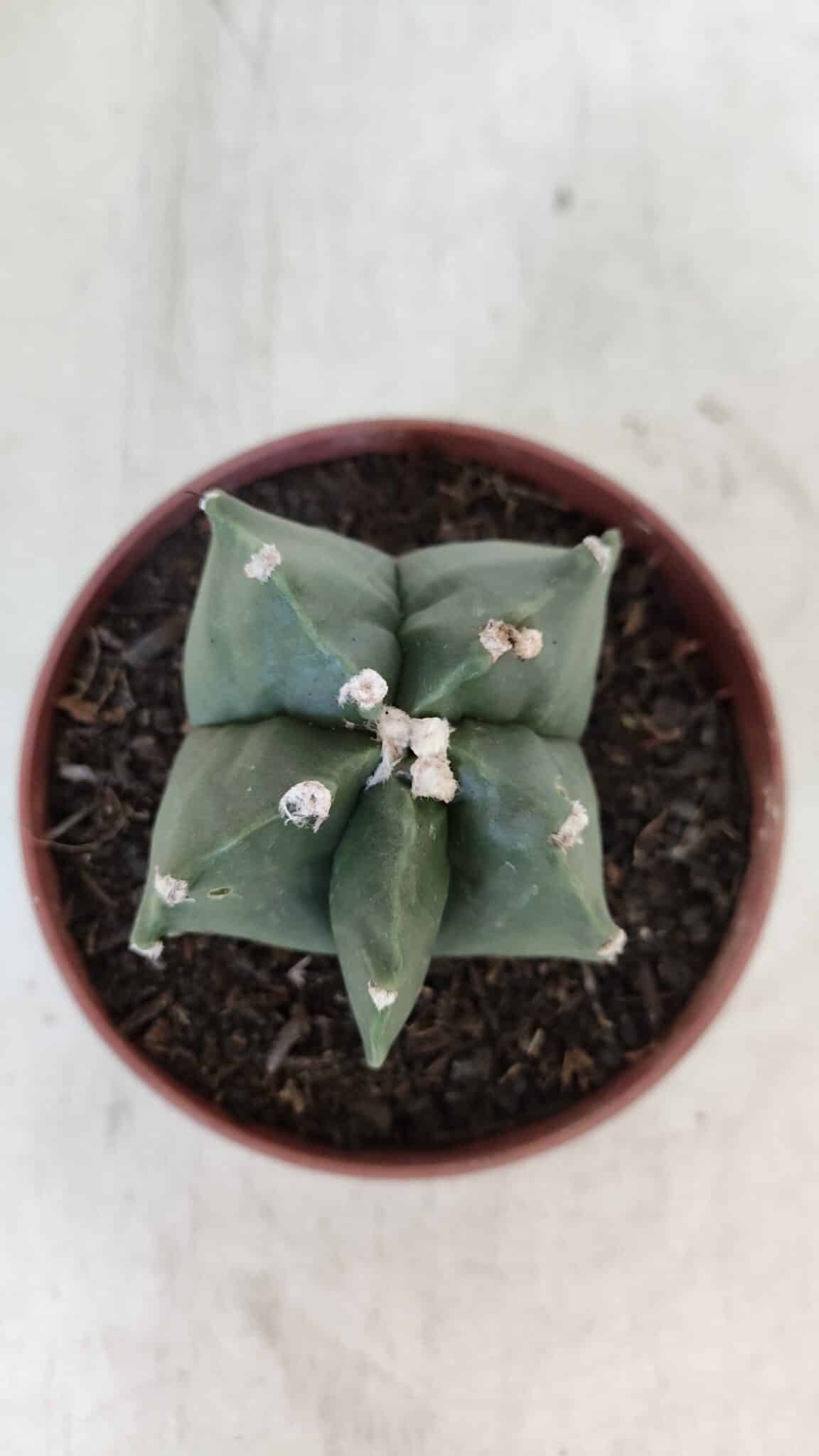 ASTROPHYTUM MYRIOSTIGMA Nº 1039 – vaso 11