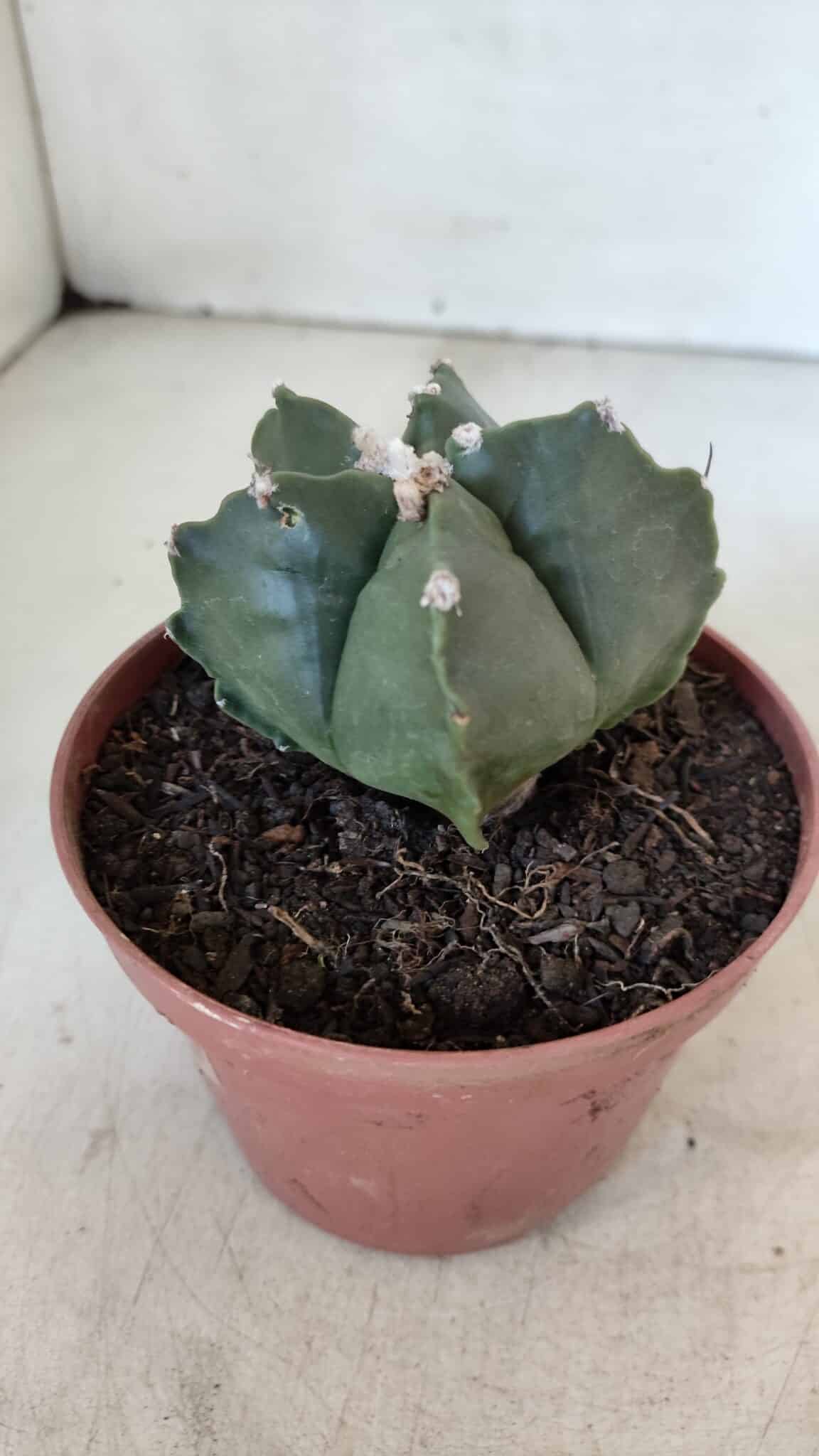 ASTROPHYTUM MYRIOSTIGMA Nº 1039 – vaso 11