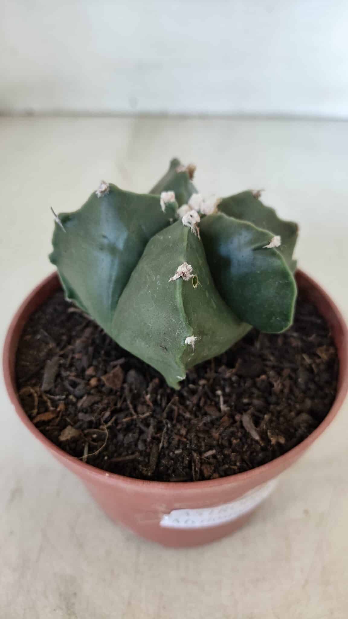 ASTROPHYTUM MYRIOSTIGMA Nº 1039 – vaso 11