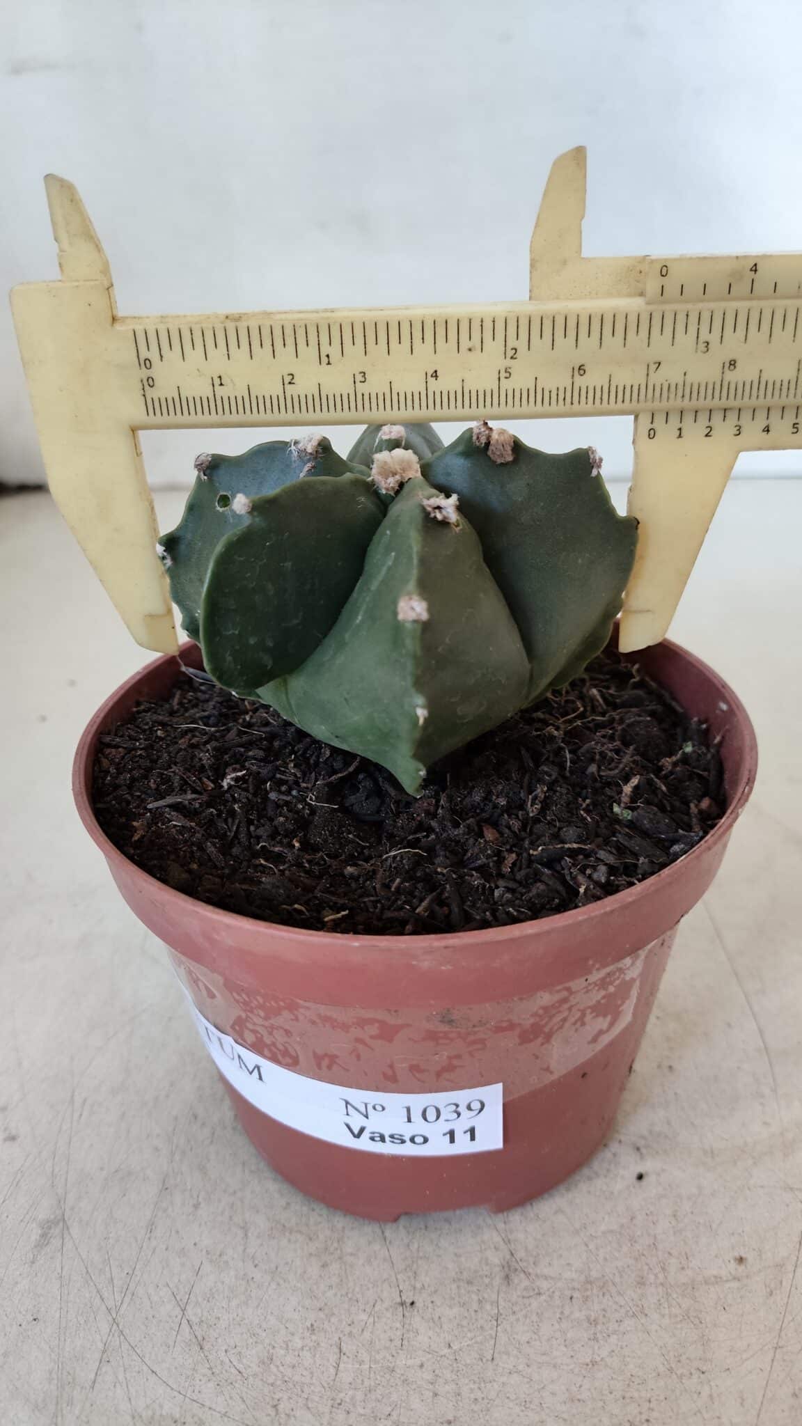 ASTROPHYTUM MYRIOSTIGMA Nº 1039 – vaso 11