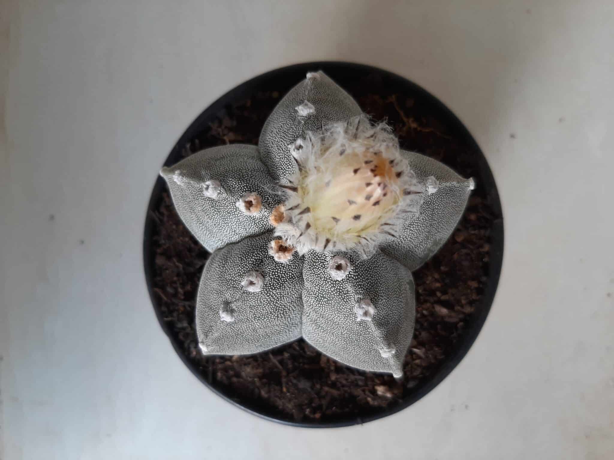 Sementes de cactos ASTROPHYTUM MYRIOSTIGMA - foto 19