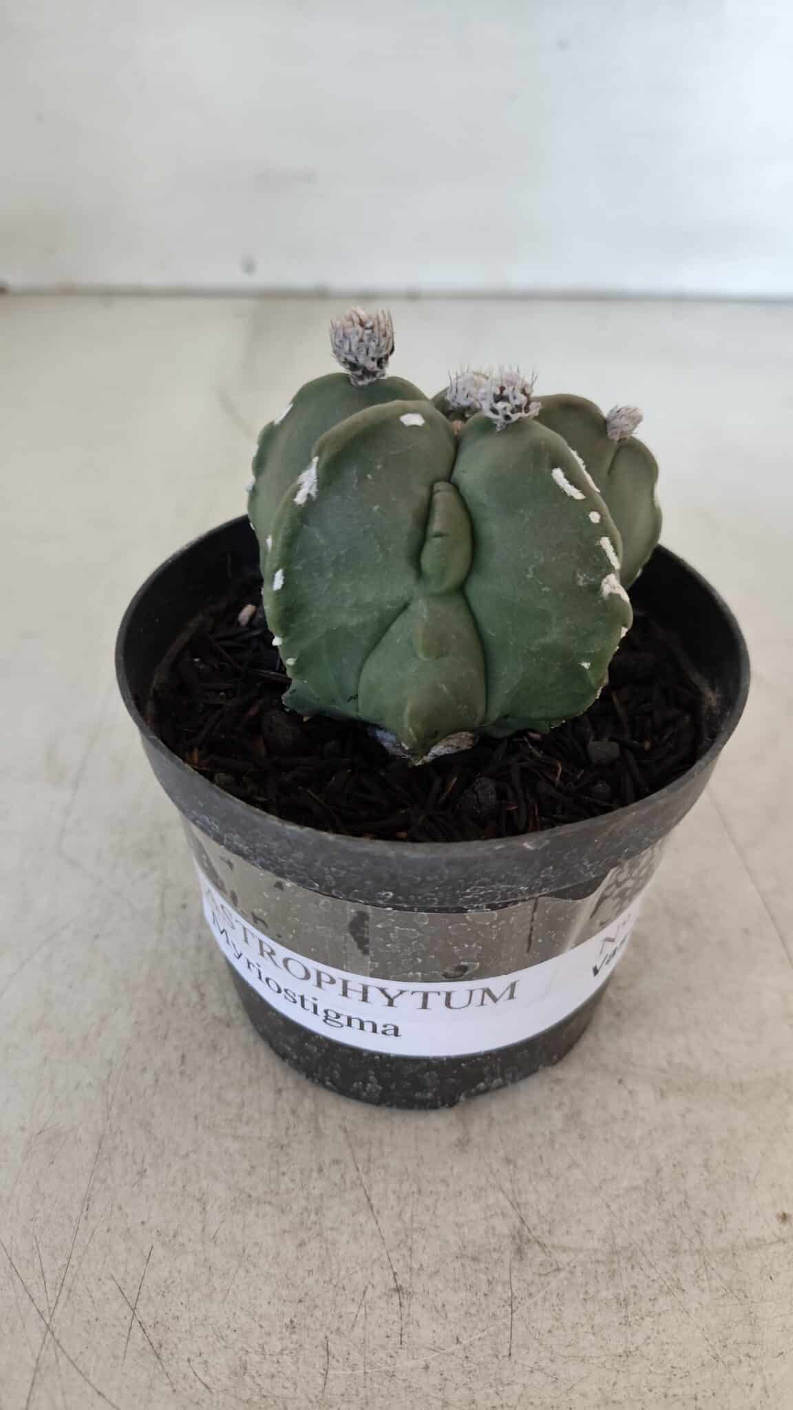 ASTROPHYTUM MYRIOSTIGMA Nº 1040 – vaso 09