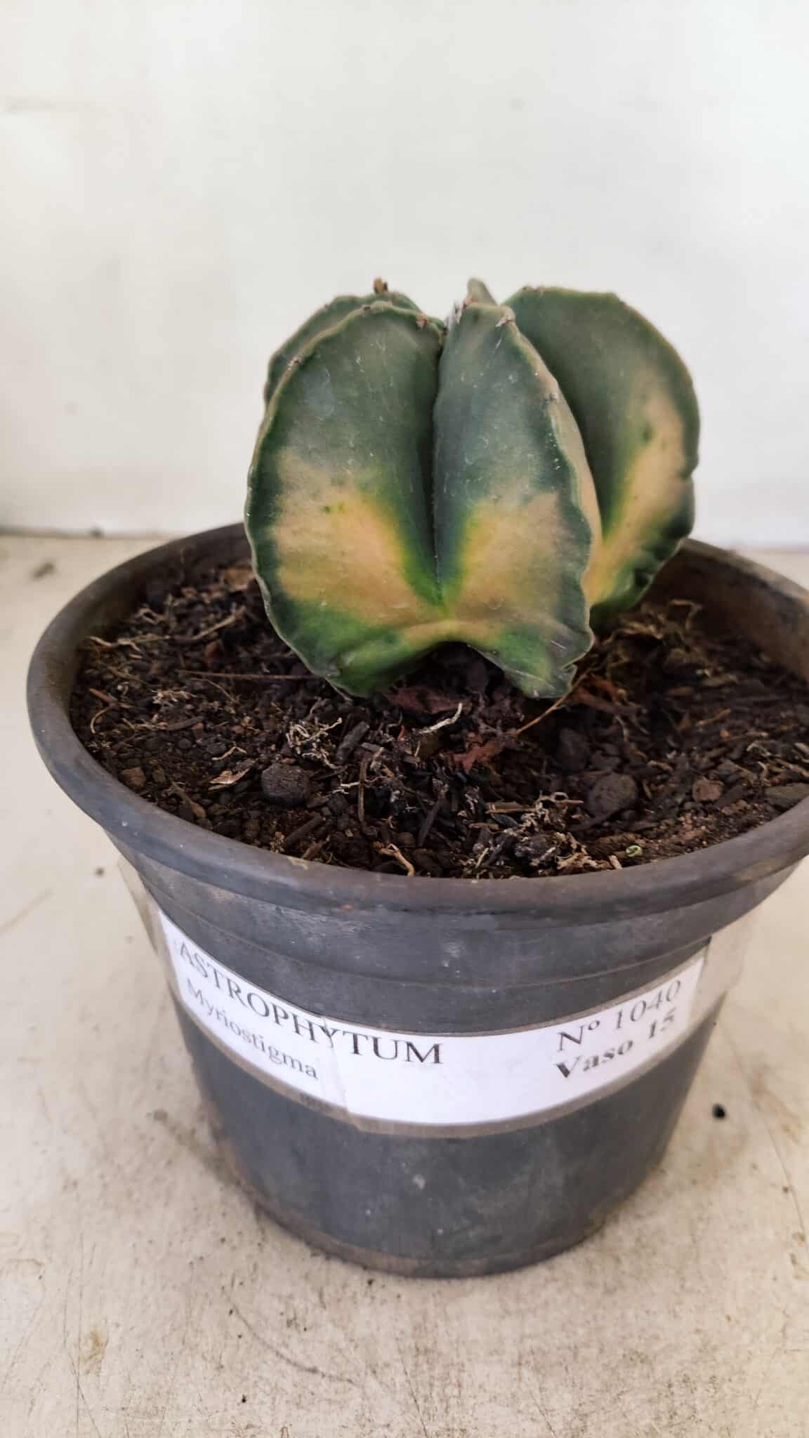 ASTROPHYTUM MYRIOSTIGMA "Variegata" Nº 1040 – vaso 15 - foto 2