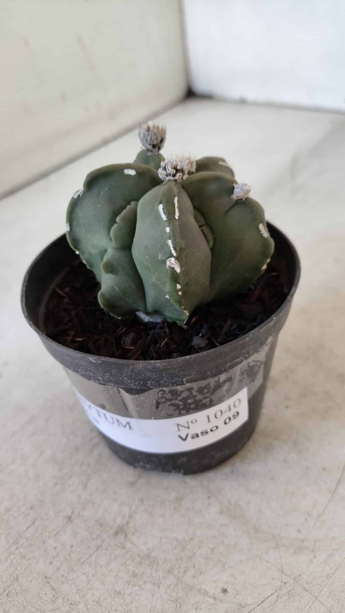 ASTROPHYTUM MYRIOSTIGMA Nº 1040 – vaso 09