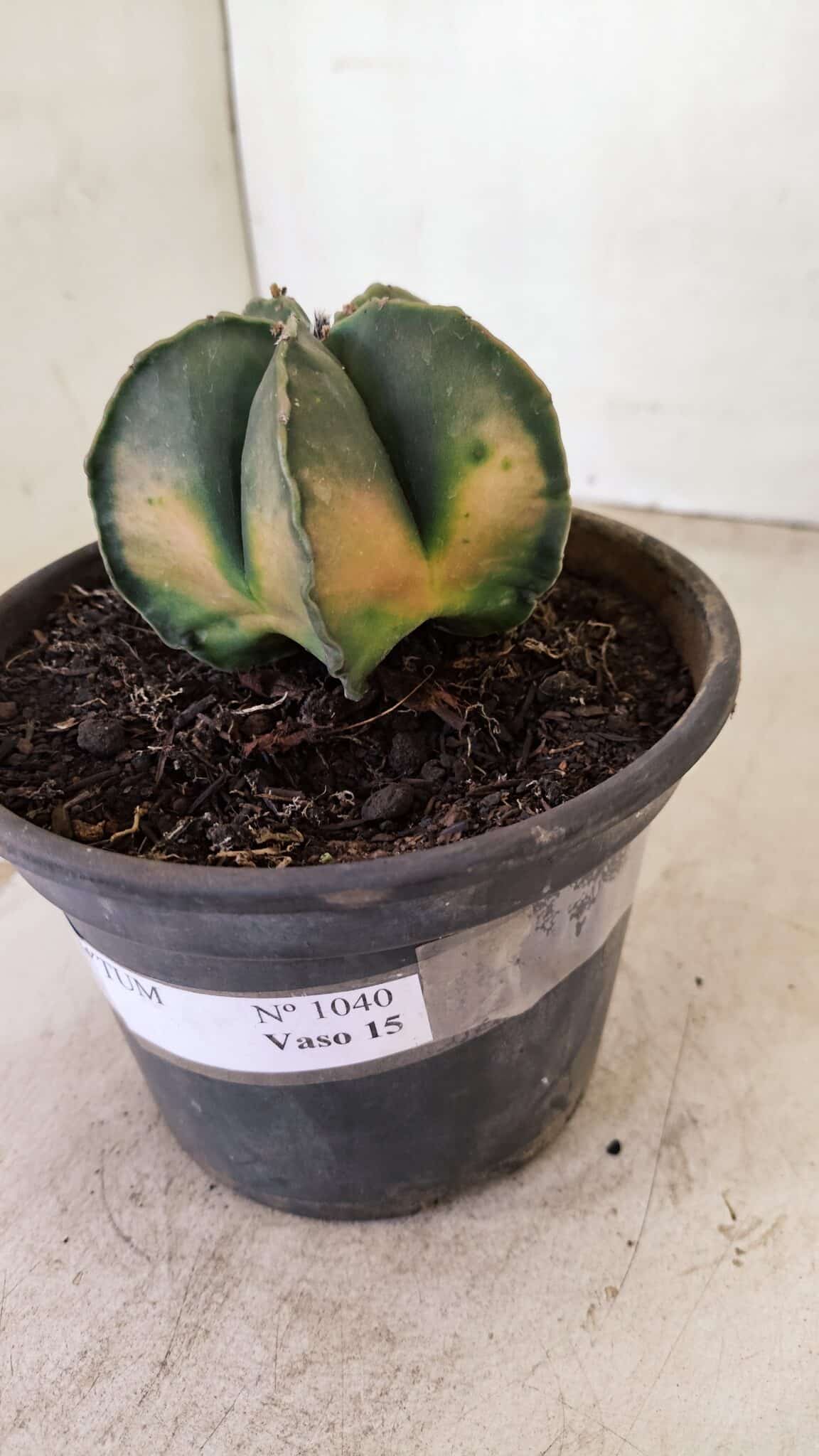 ASTROPHYTUM MYRIOSTIGMA "Variegata" Nº 1040 – vaso 15 - foto 6