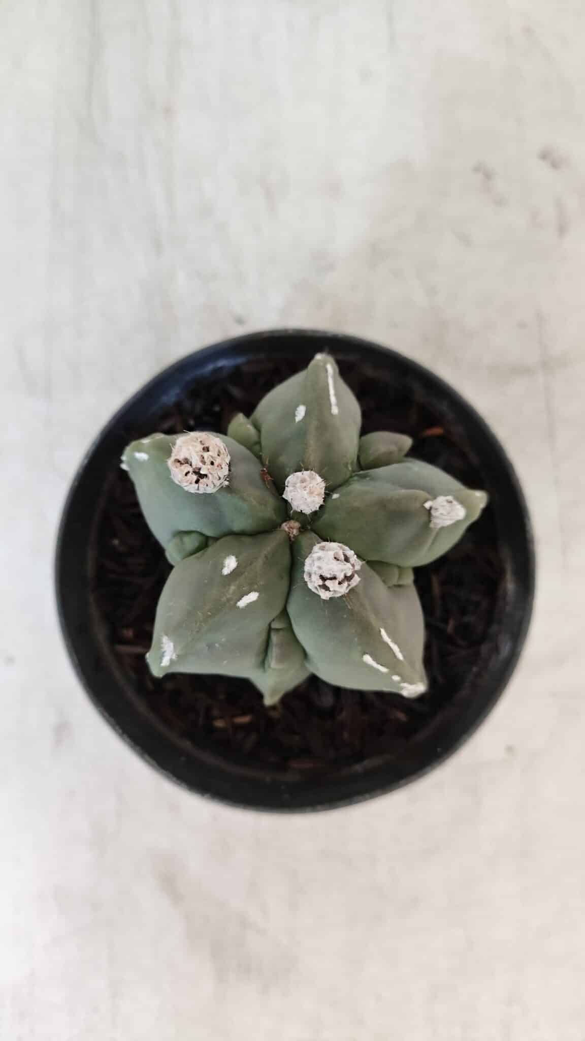 ASTROPHYTUM MYRIOSTIGMA Nº 1040 – vaso 09