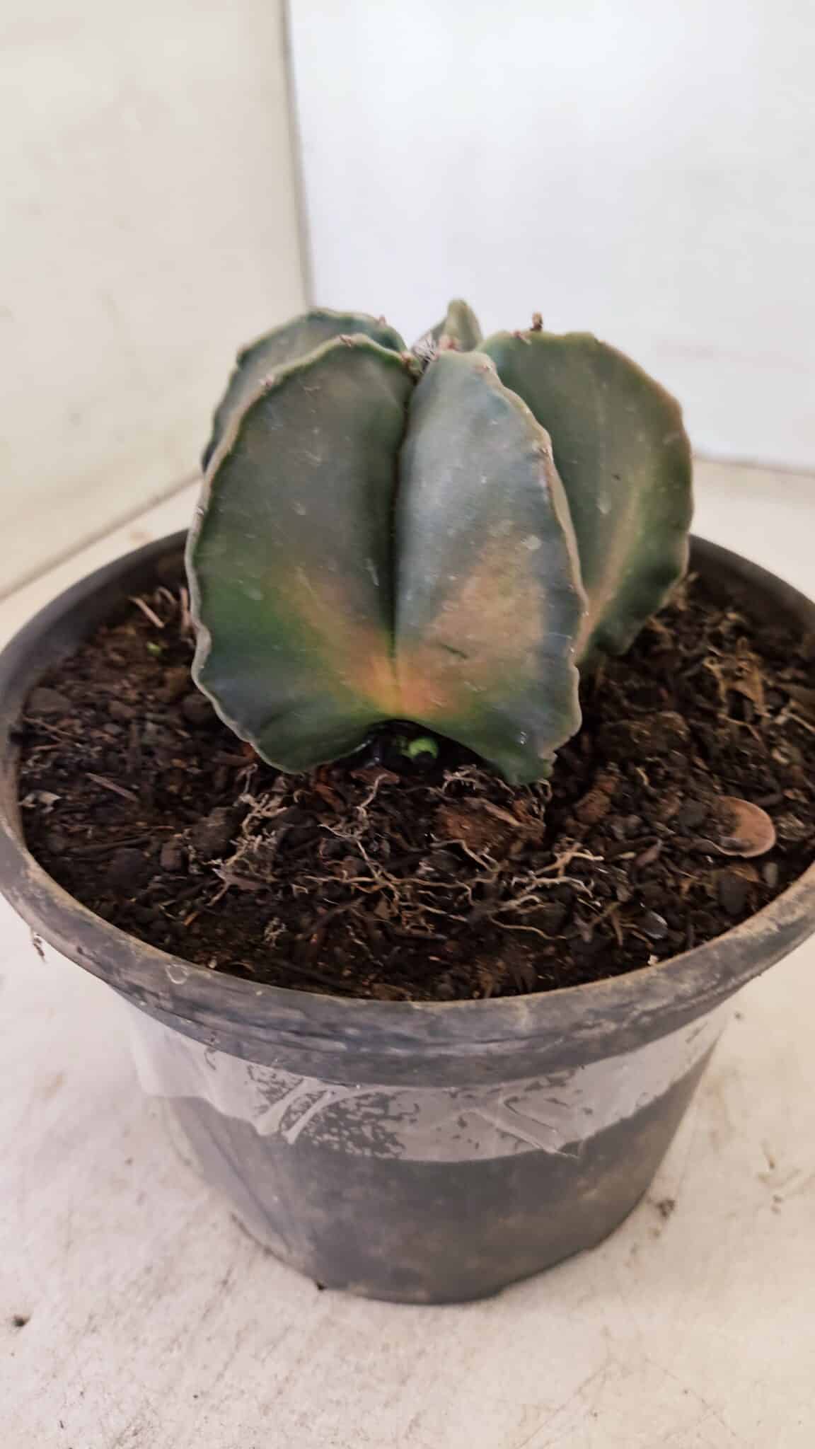 ASTROPHYTUM MYRIOSTIGMA "Variegata" Nº 1040 – vaso 15 - foto 9