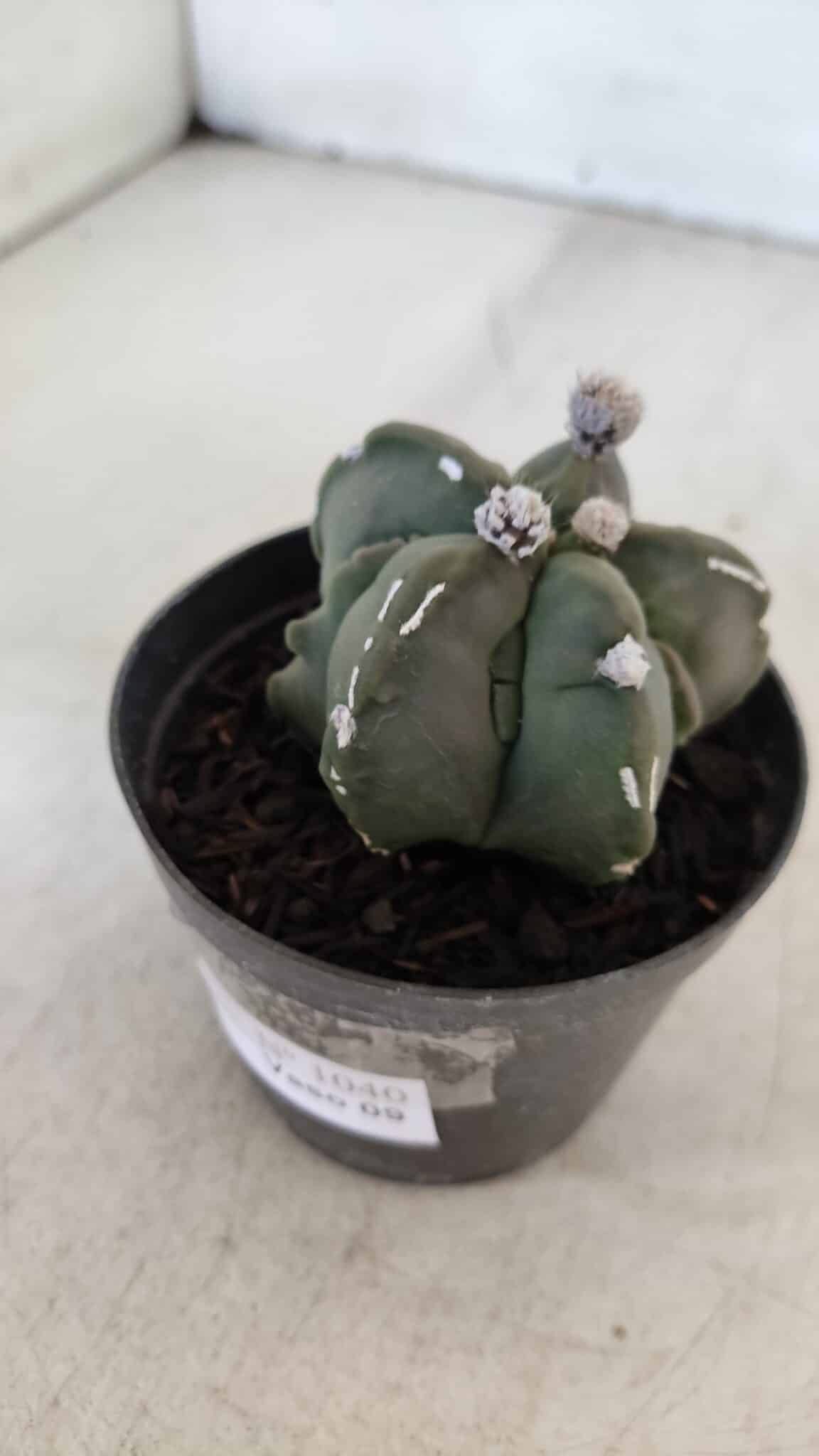 ASTROPHYTUM MYRIOSTIGMA Nº 1040 – vaso 09