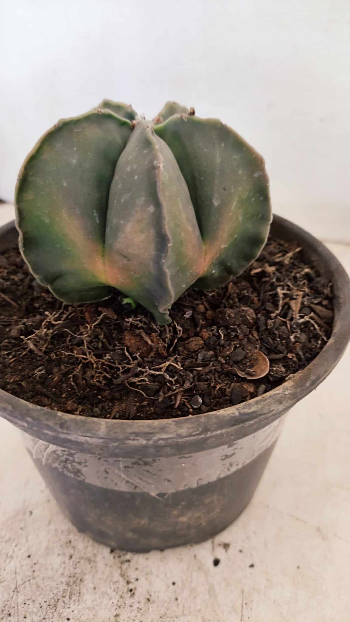 ASTROPHYTUM MYRIOSTIGMA "Variegata" Nº 1040 – vaso 15 - foto 8