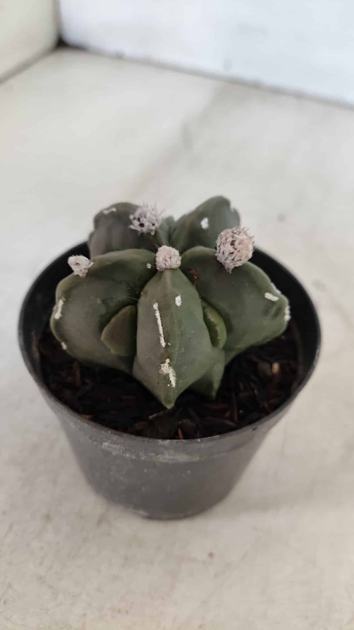 ASTROPHYTUM MYRIOSTIGMA Nº 1040 – vaso 09